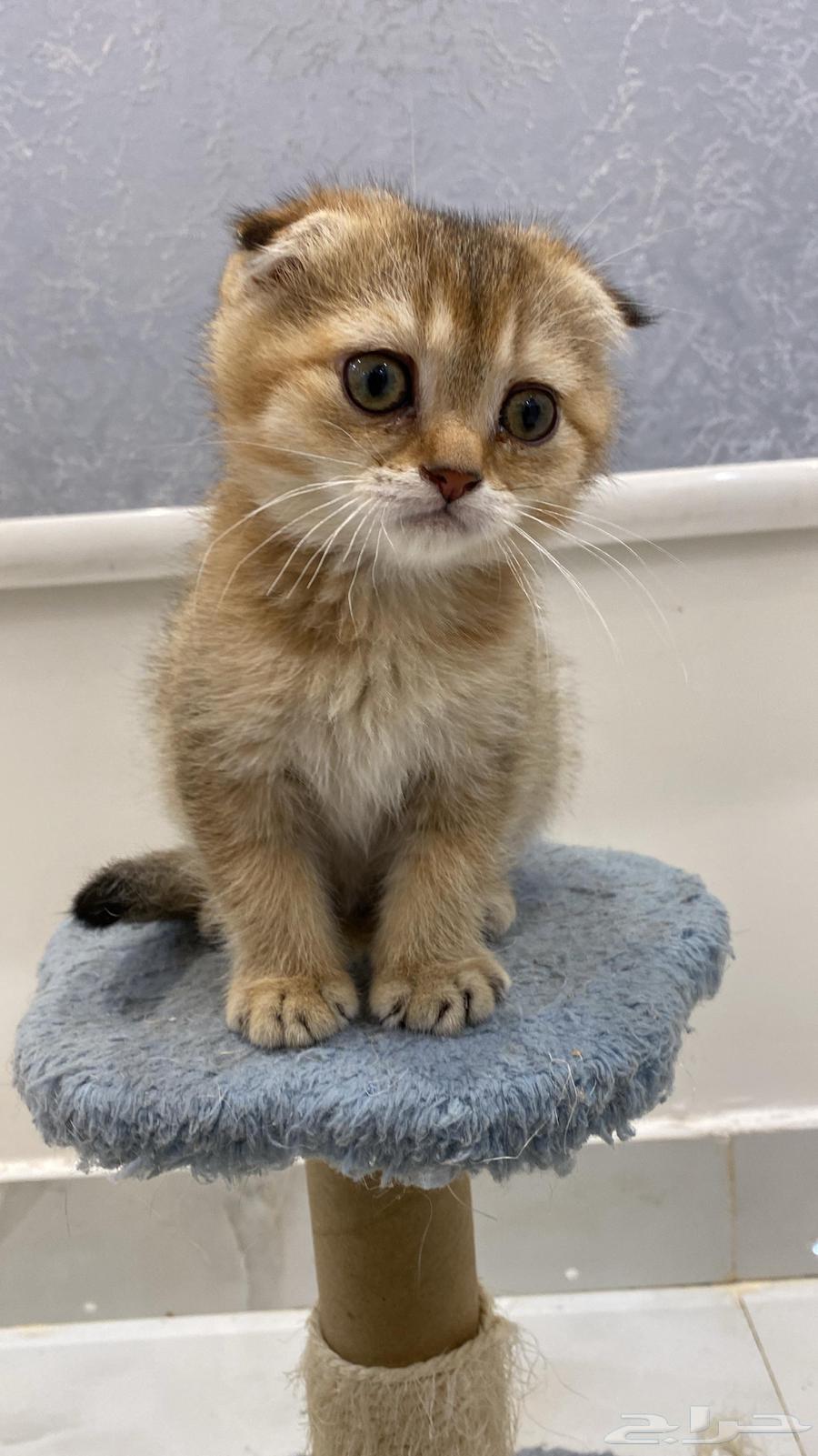 كتن سكوتش دبل فولد64565312083969110