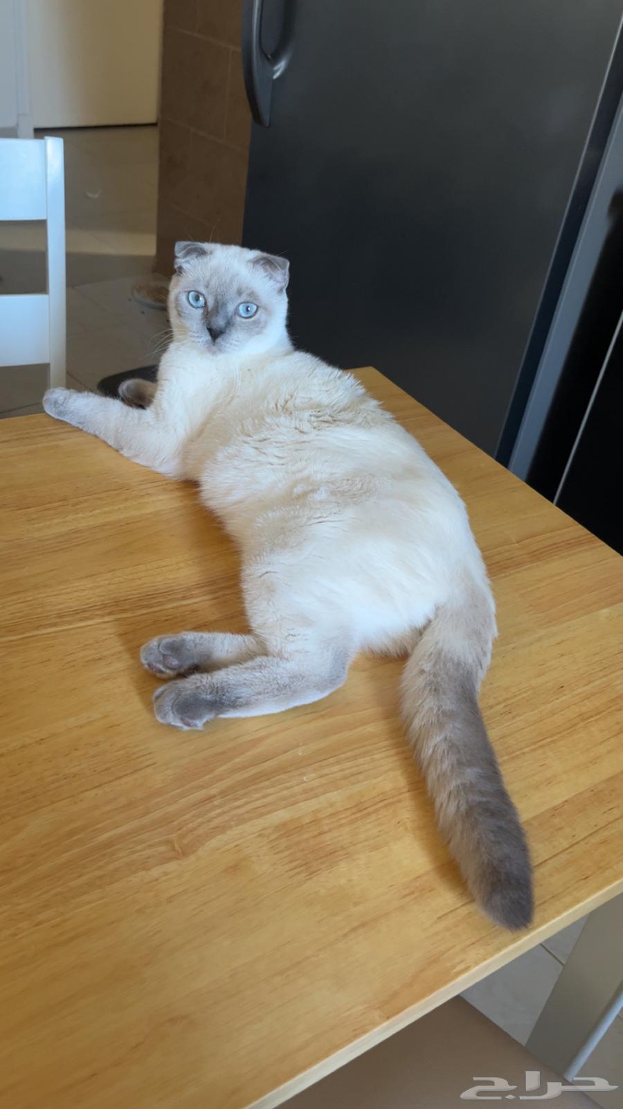 سكوتش فولد للبيع64570901051905110