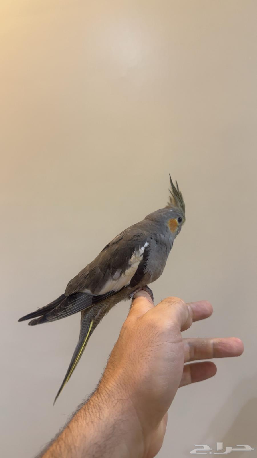 كروان هولندي انثى ( يوجد تابي وتمارا )64565075402625111