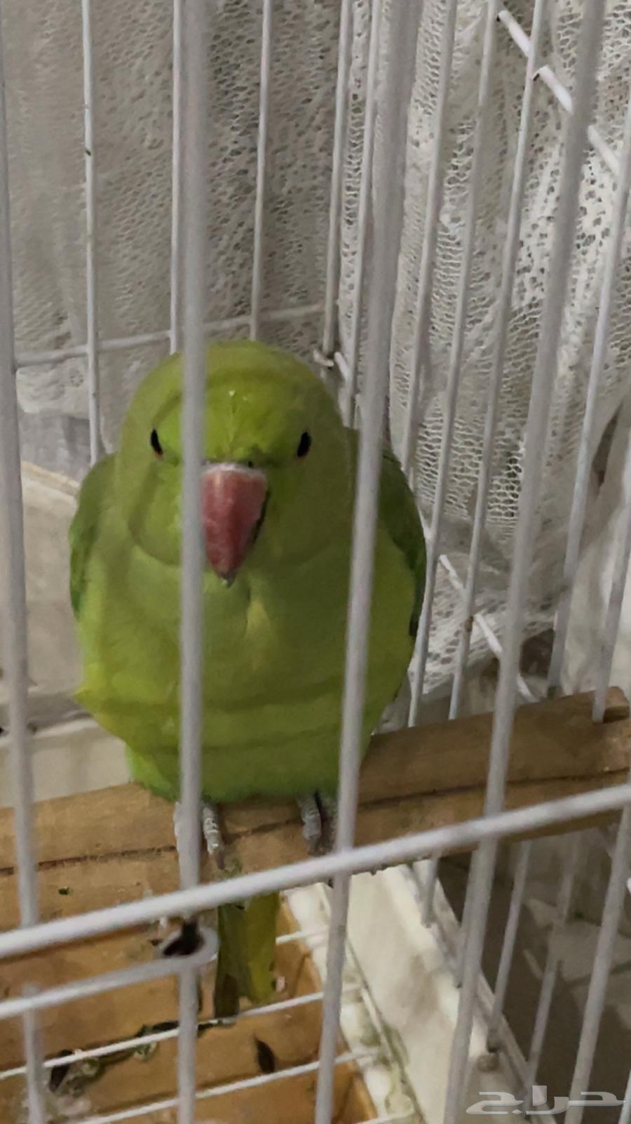 دره للبيع64562866847747112