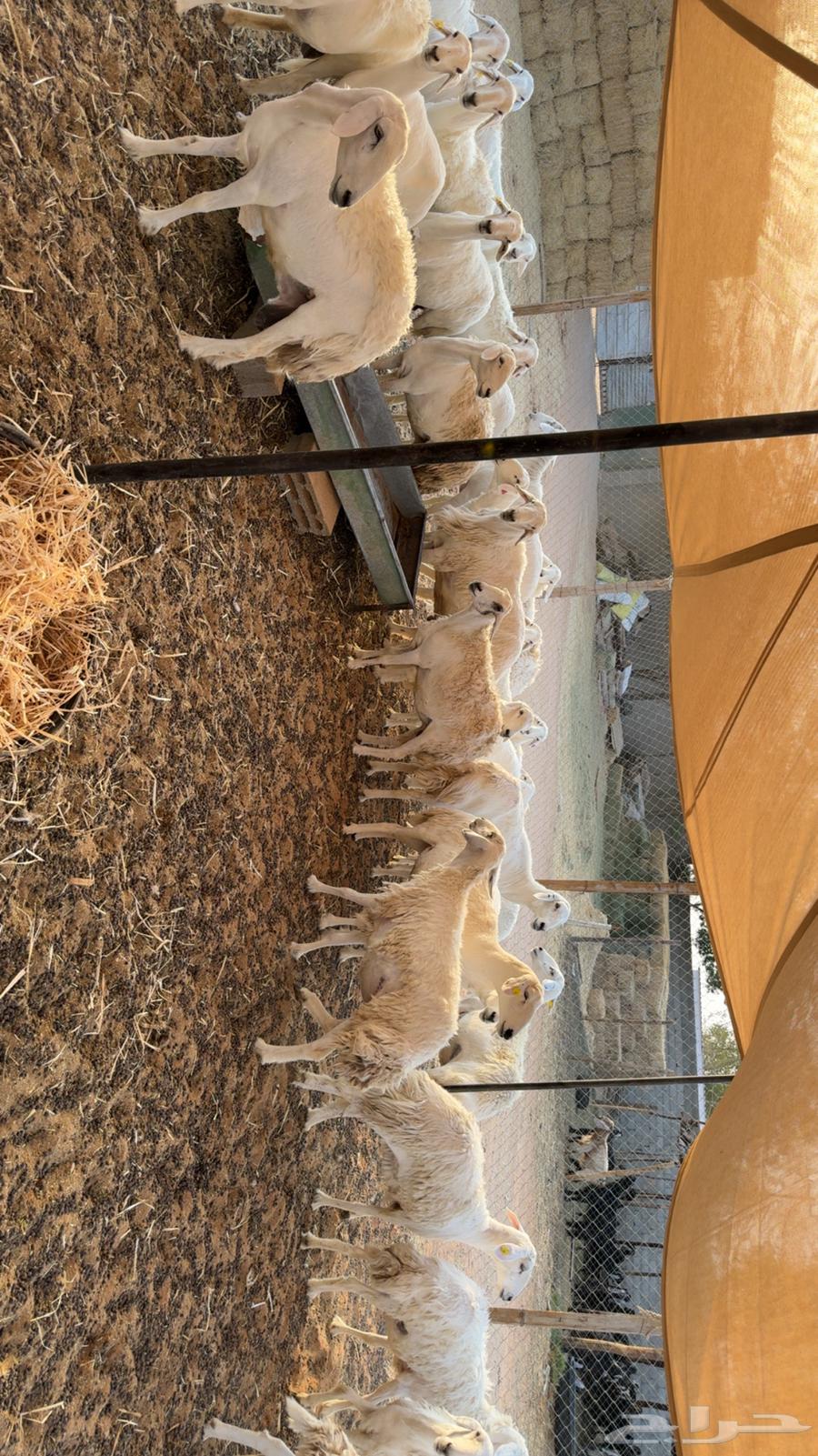 Fat-tailed and polled sheep64569726403585113