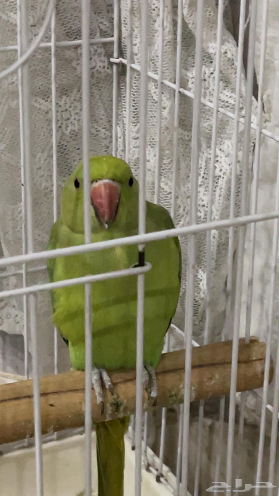 دره للبيع64562866847747111