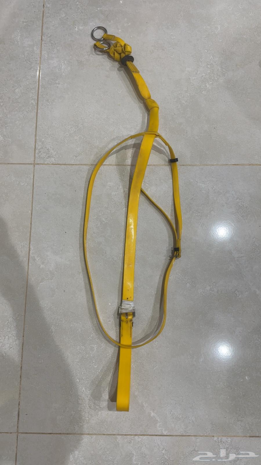 Bit and chest strap.64566700570881111