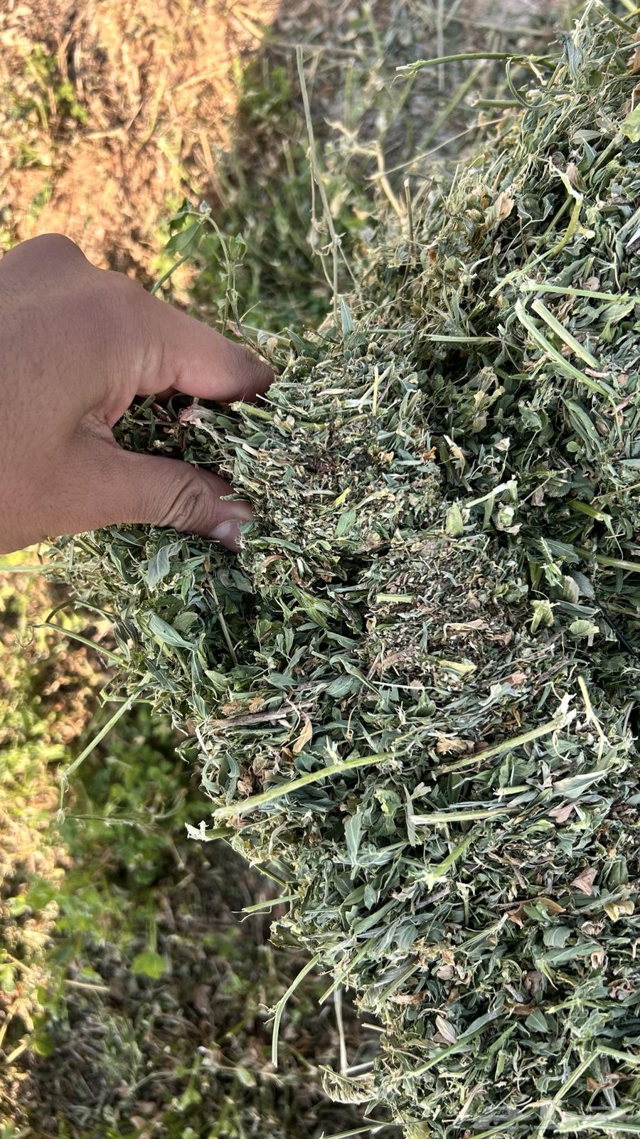 برسيم صافي ورق ناعم64565842318850113