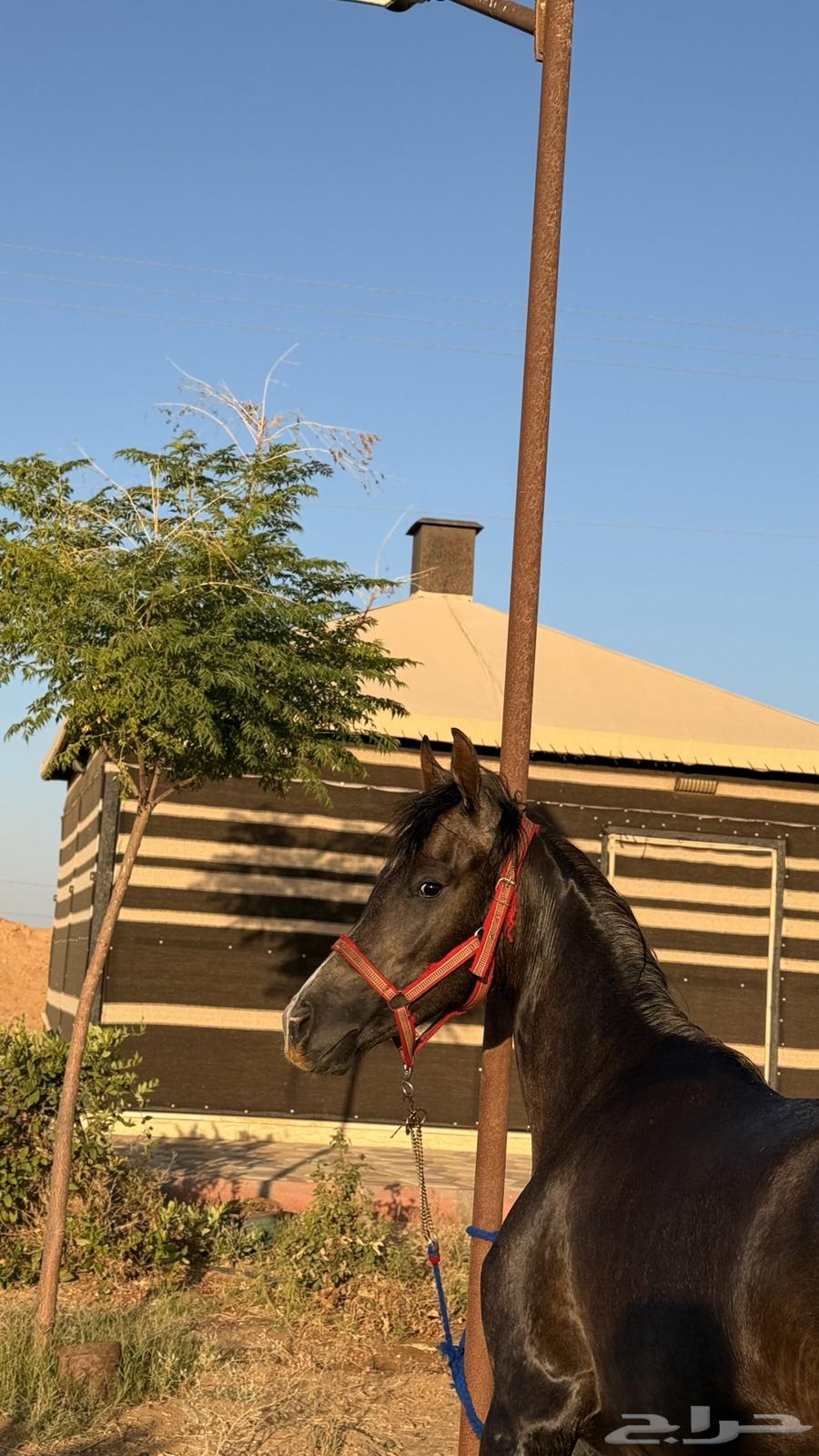 مهره عربيه شعبيه64566465080321112