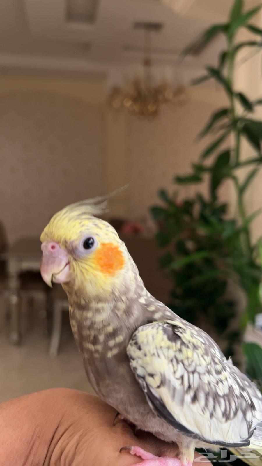 فرخ كروان فراشة أليف64566064751234110