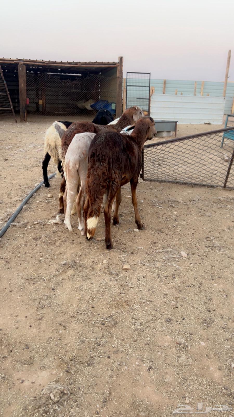 سواكني مرابي شرط لحمه وجوده64569124490625114