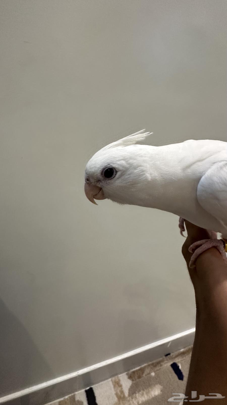 كروان هدد خارجي وداخلي متكلم ومفطوم للبيع64562852665986112