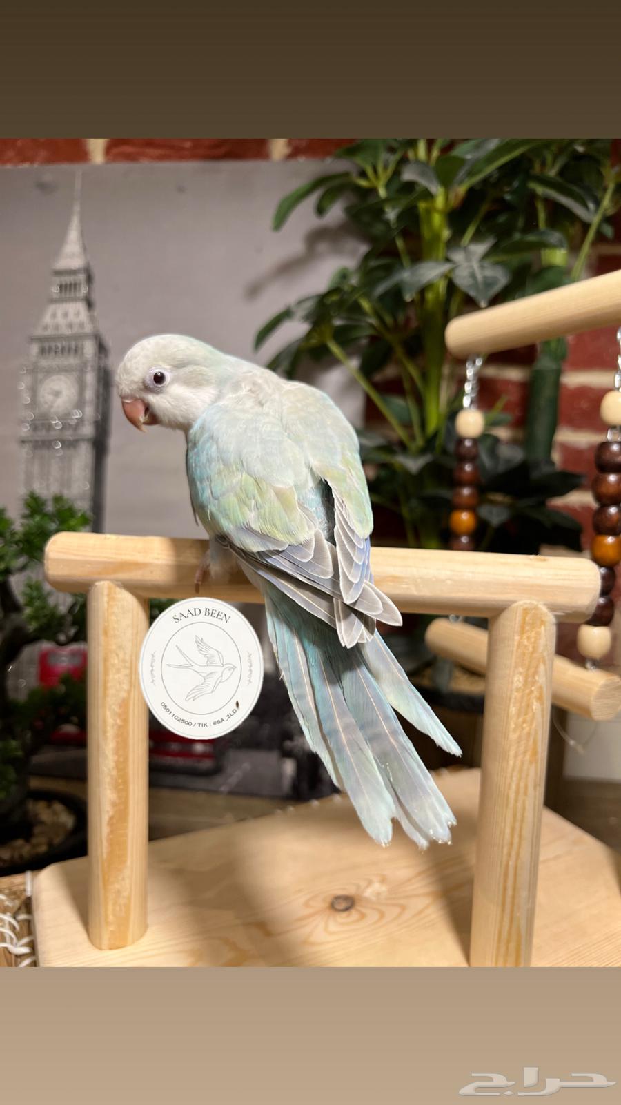 ببغاء كويكر هدد64564462513921113