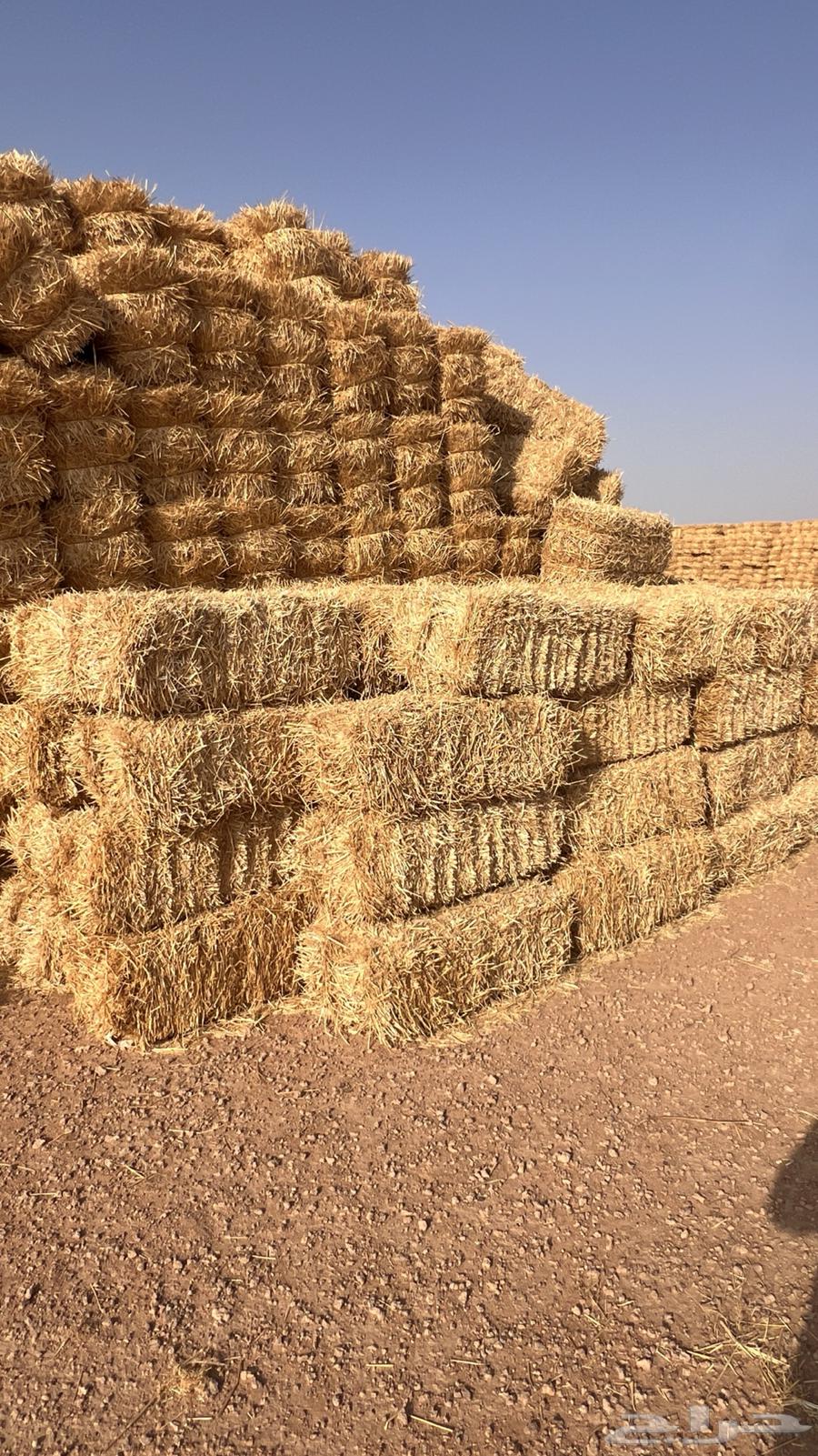 تبن قمح (بر) جديد شد فاخر64565939635073111