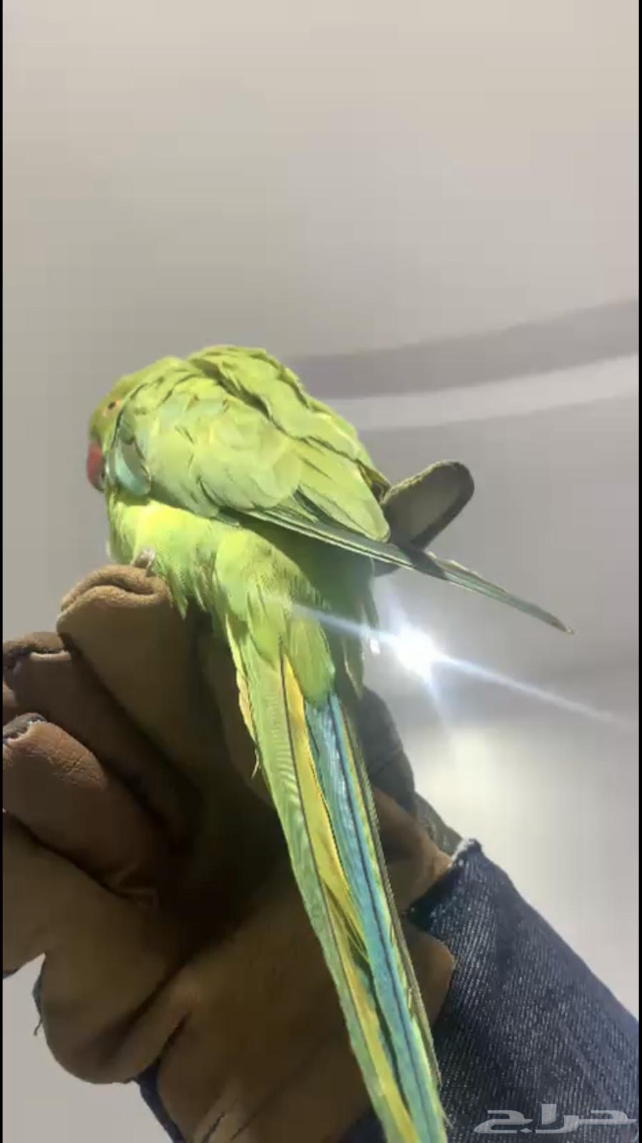For sale or exchange, a 4-month-old tame budgerigar with full feathers64564574209795110