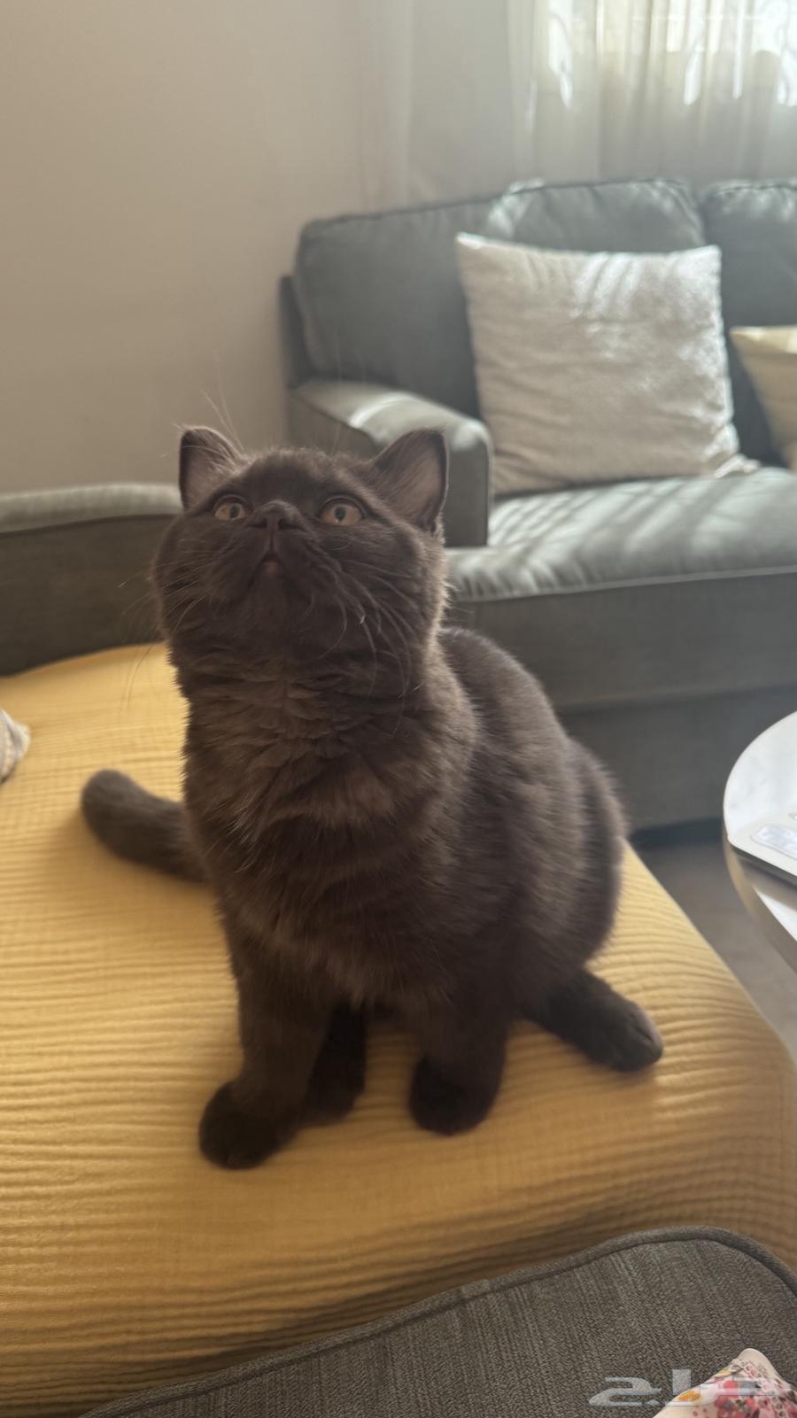 قطه برتش بيور تشوكلت64567211819138110