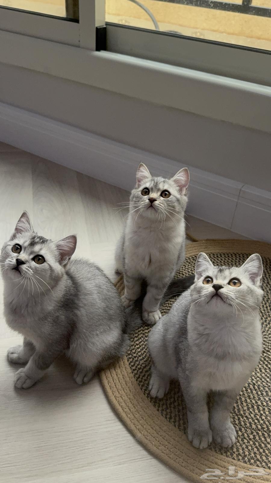 قطط سكوتش فاخرة للبيع64566769534339110