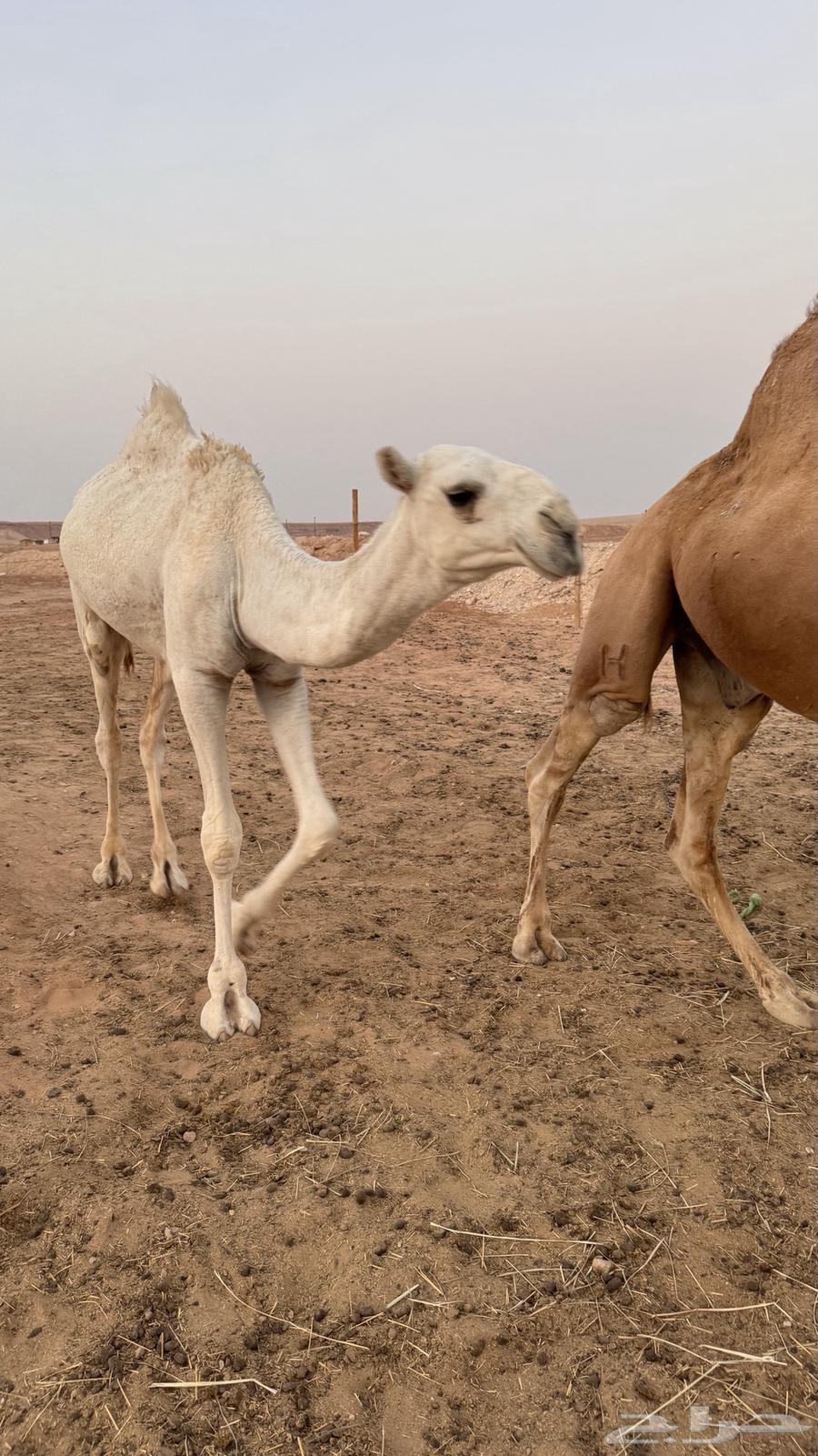 ناقة واضحةاعشر تحتها قعود للبيع السوم وصل 20 00064570012362497110