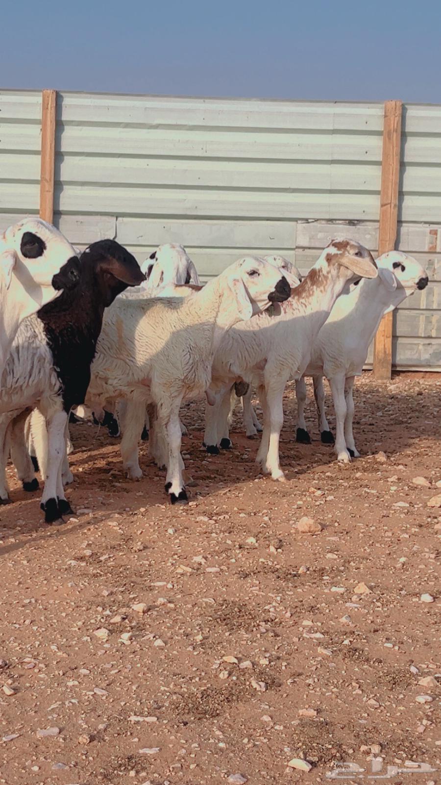 سواكني مرابي شرط لحمه وجوده64569124490625110