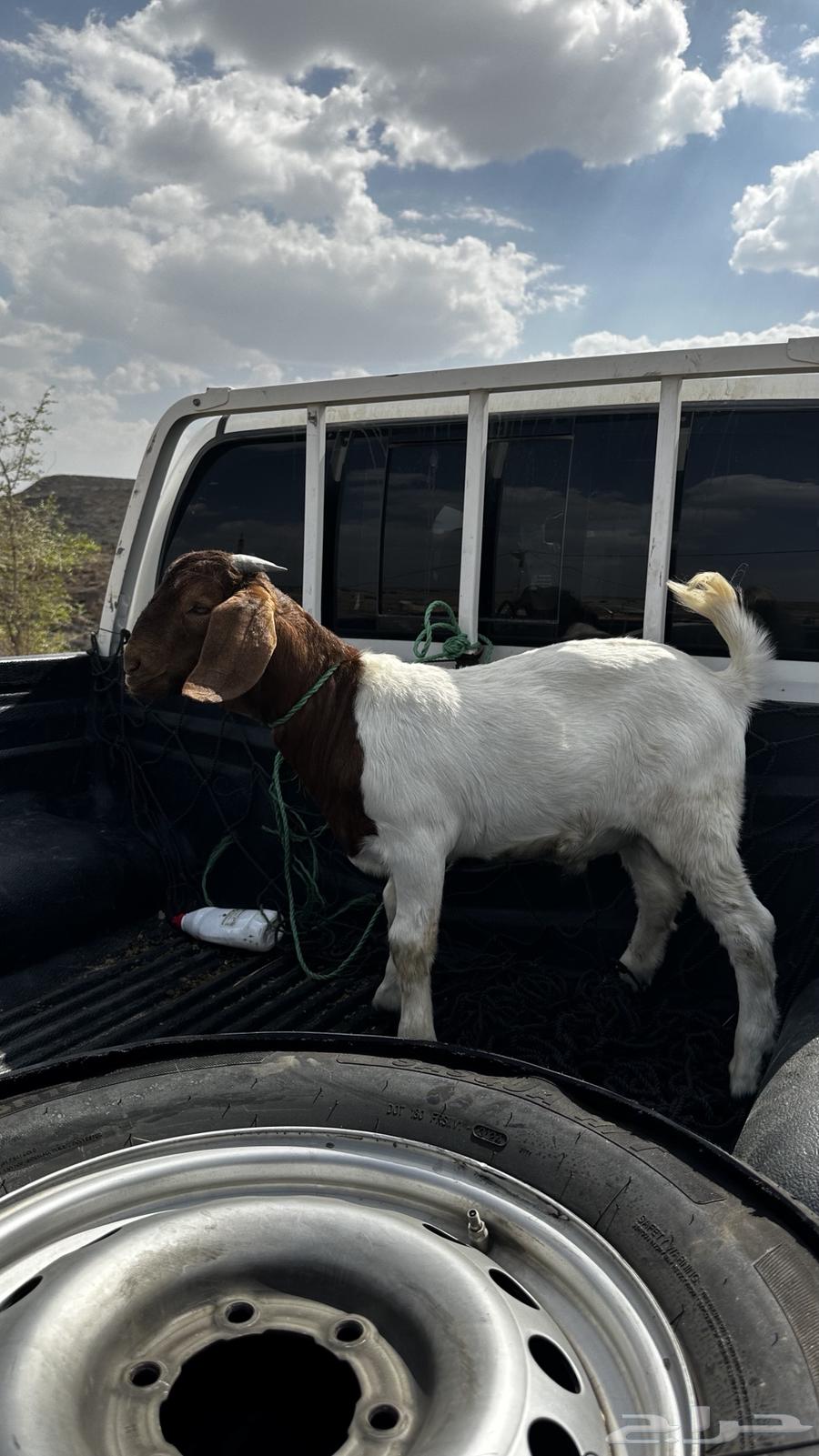 تيس بورقوت دم صافي العمر 4 اشهر تم البيع64567018227073111