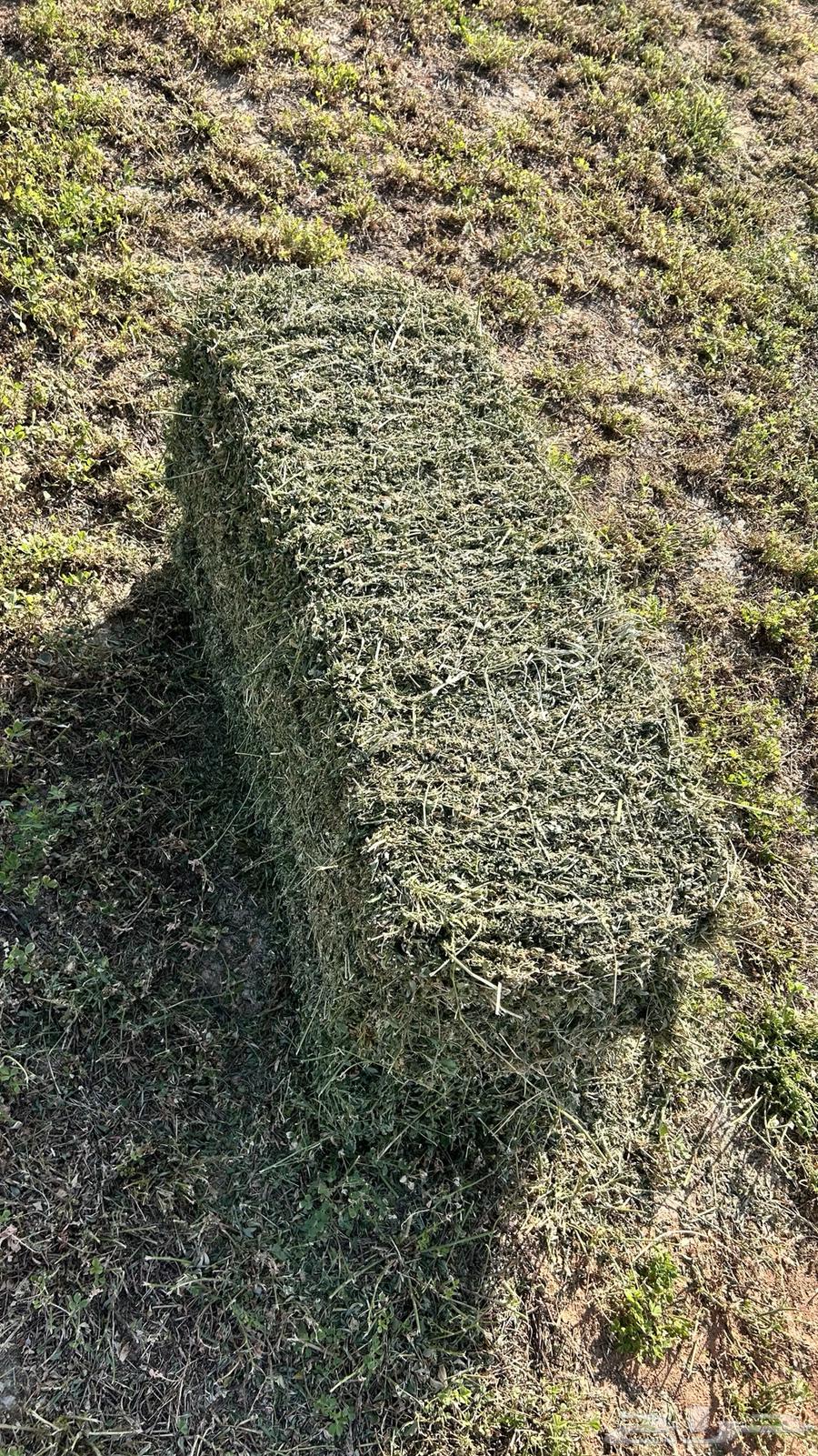 برسيم صافي ورق ناعم64565842318850111