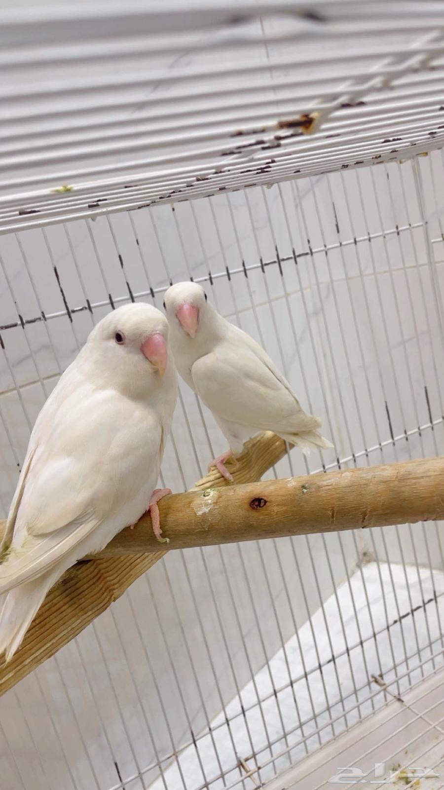 Zoj Roz64563978222337113