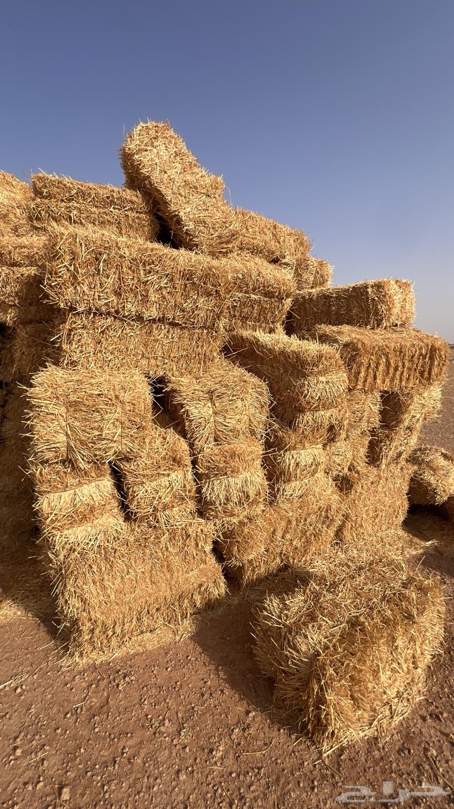 تبن قمح (بر) جديد شد فاخر64565939635073113