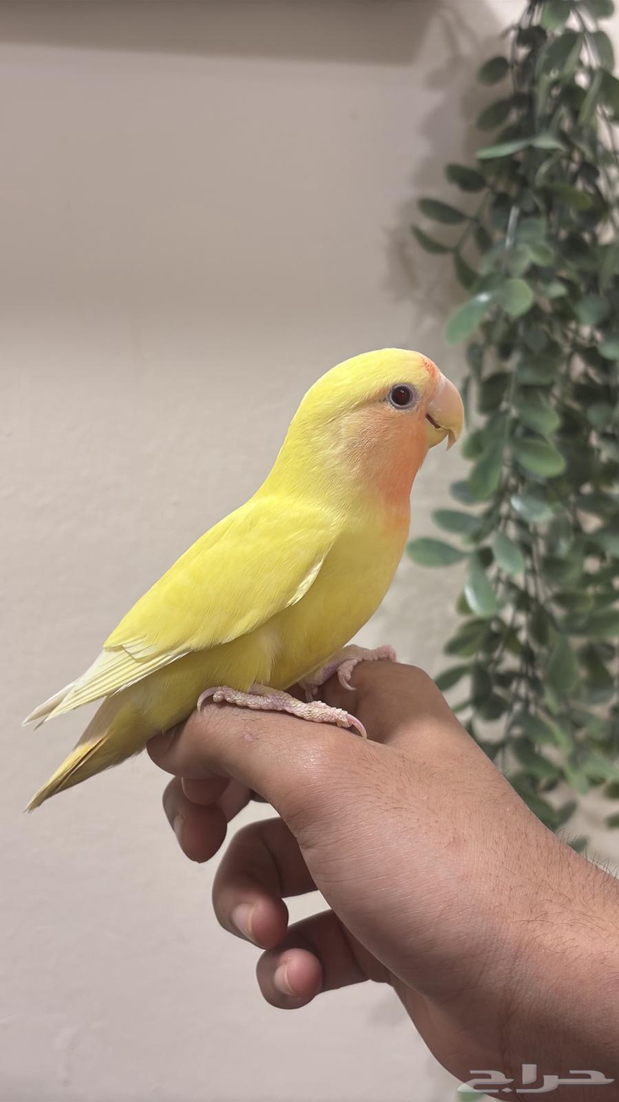 (Sold) Rose Red Face Alif threatened a similar tweet64563480498178110