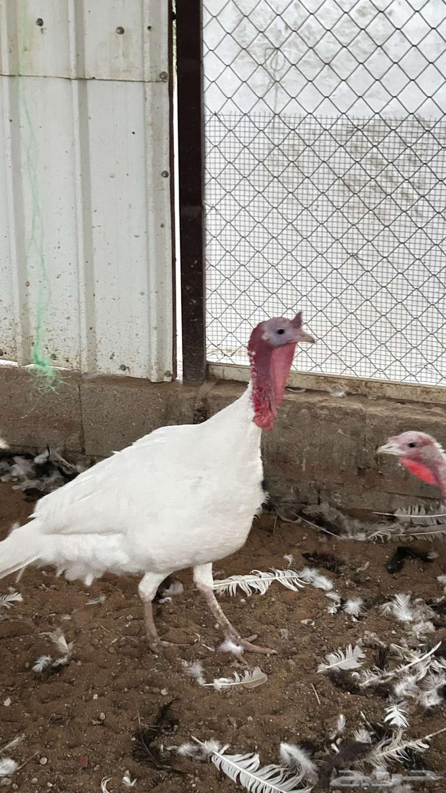 للبيع ذكور رومي العدد 364566437779073111