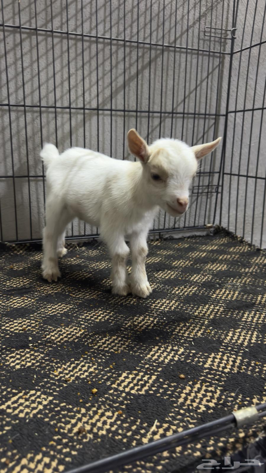 Dwarf goat births64518831818371113