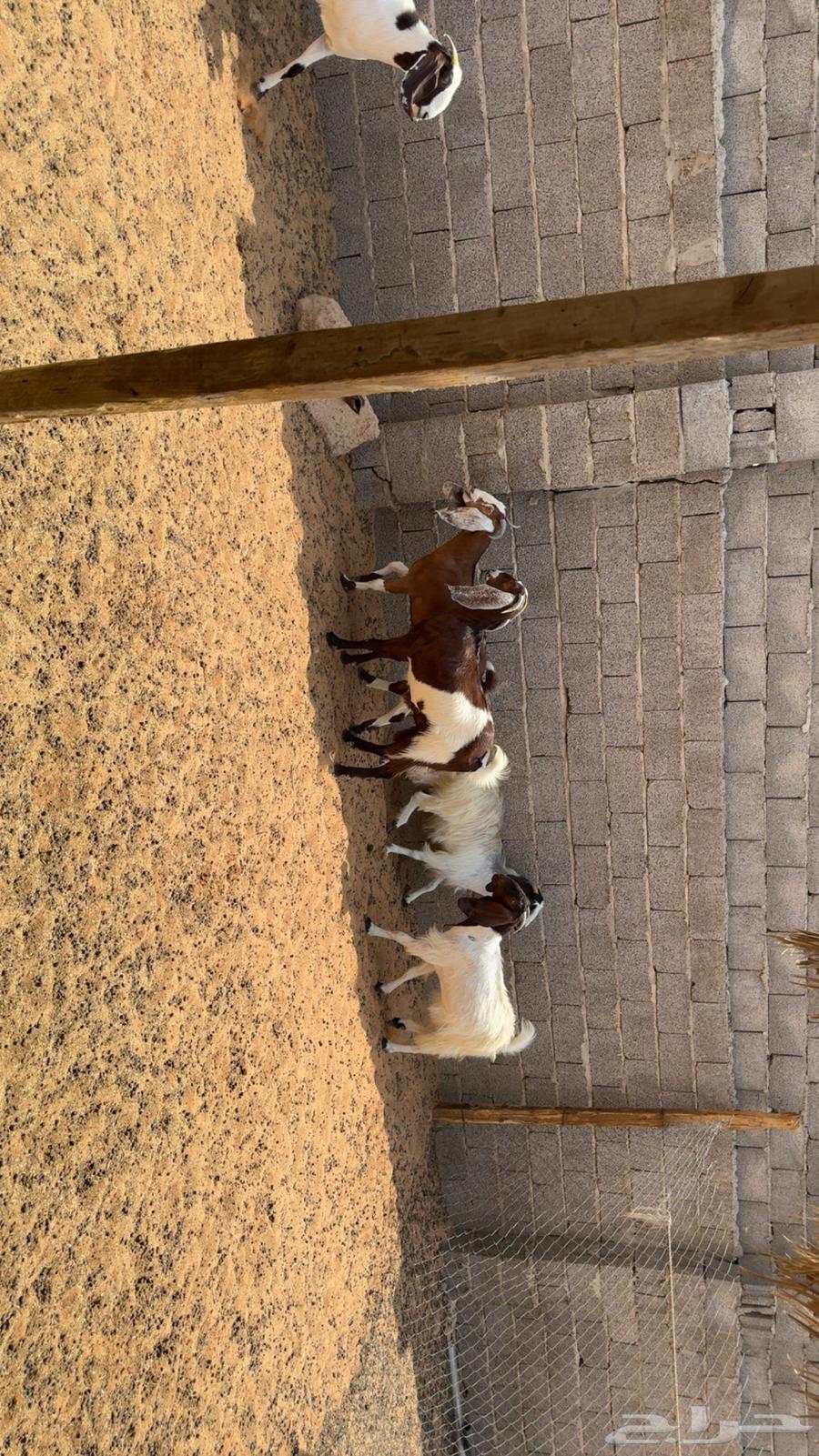 معزى اشباب دفيع فحص سونار64570503869187113