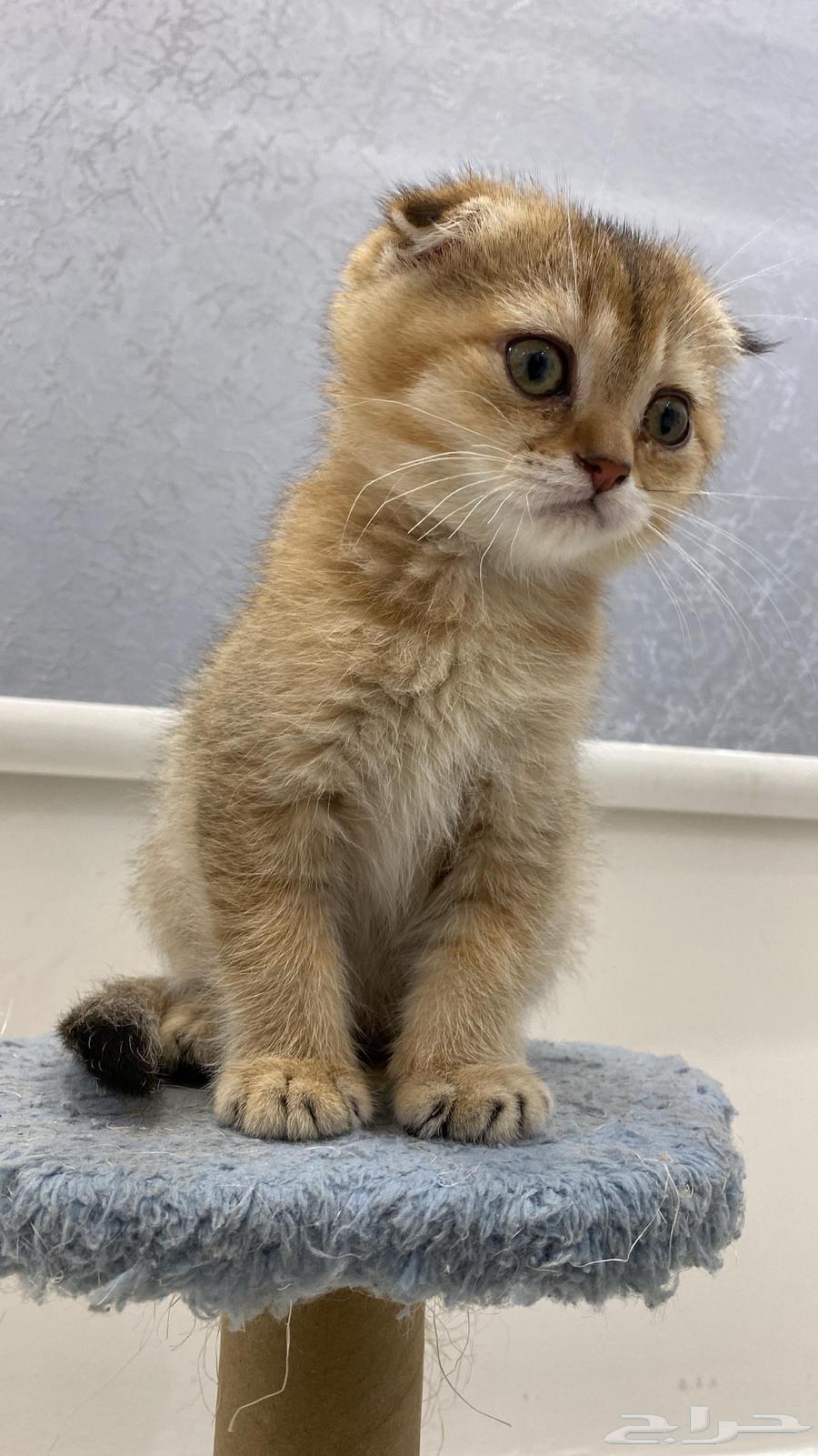 كتن سكوتش دبل فولد64565312083969112