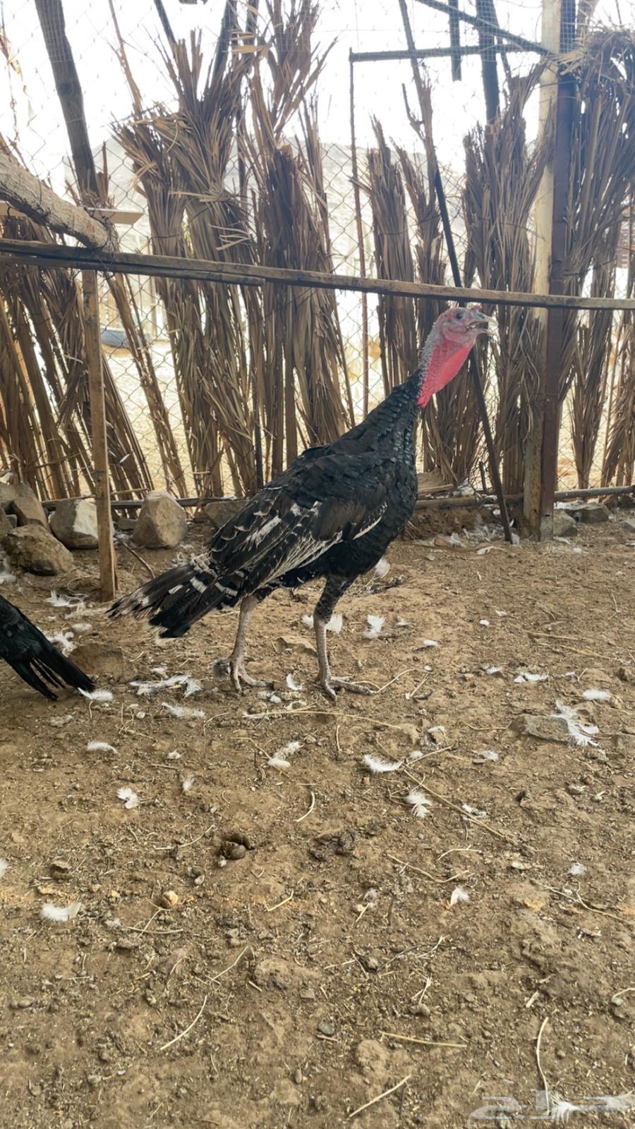 تم البيع الحمدلله الله يبارك له يارب64567420479105110