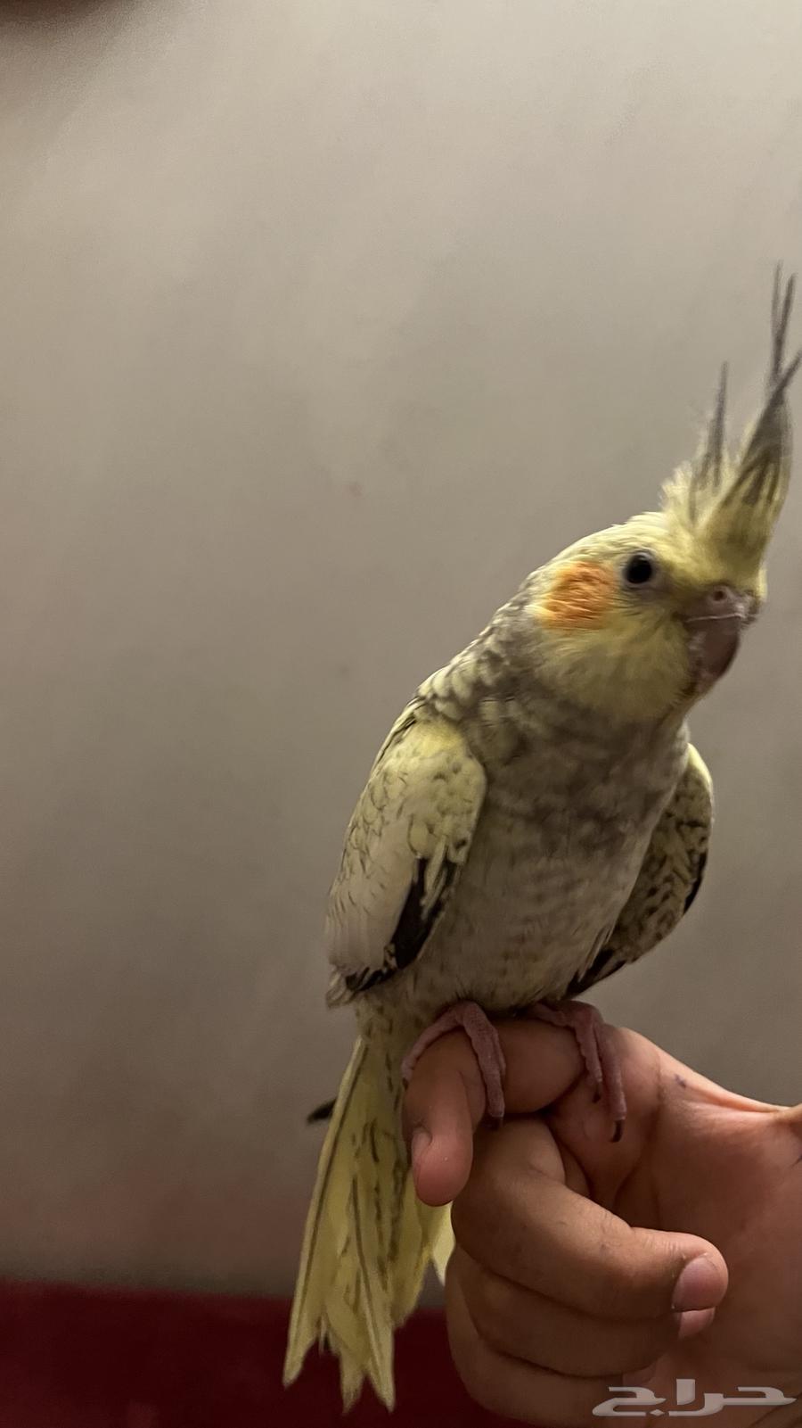 كروان اليف جداا64570298993667111