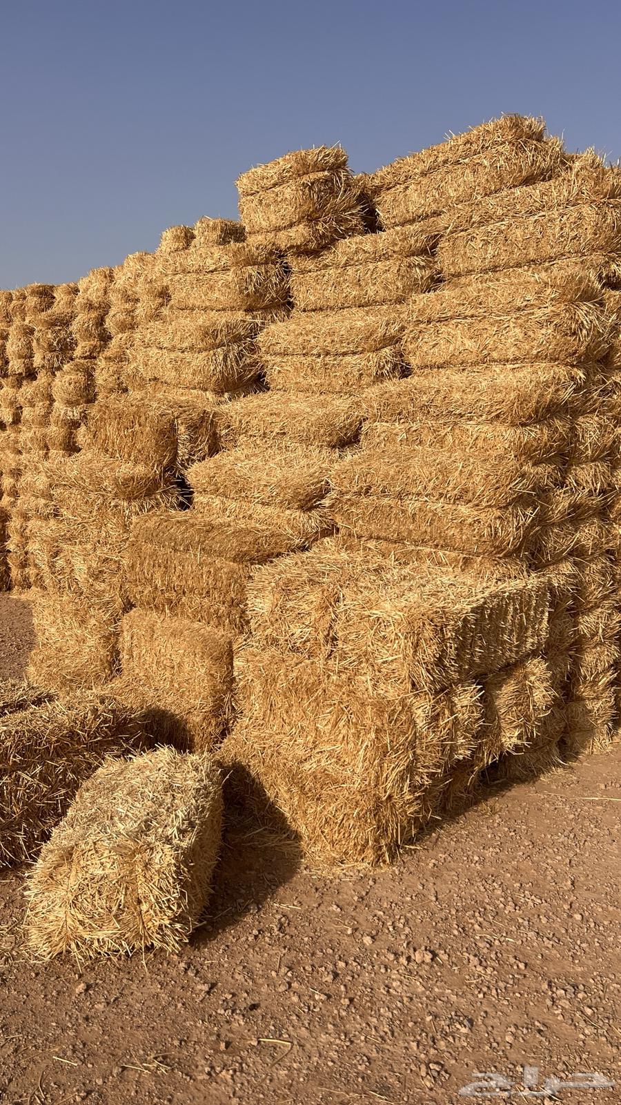 تبن قمح (بر) جديد شد فاخر64565939635073110