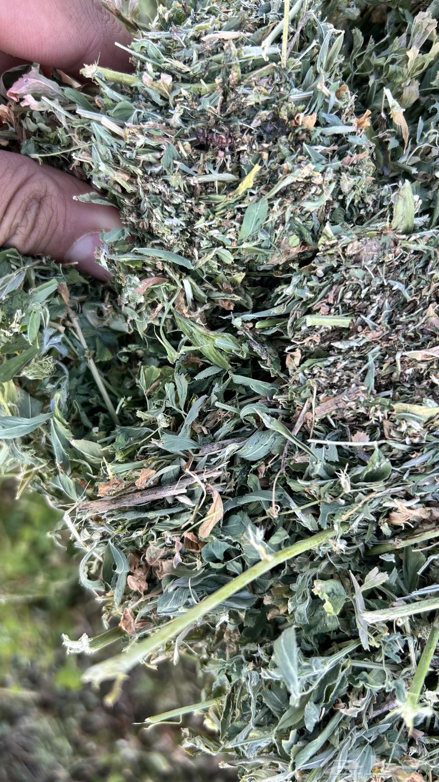 برسيم صافي ورق ناعم64565842318850112