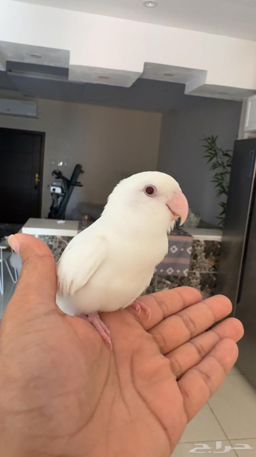 طير الروز البينو64566934885633110