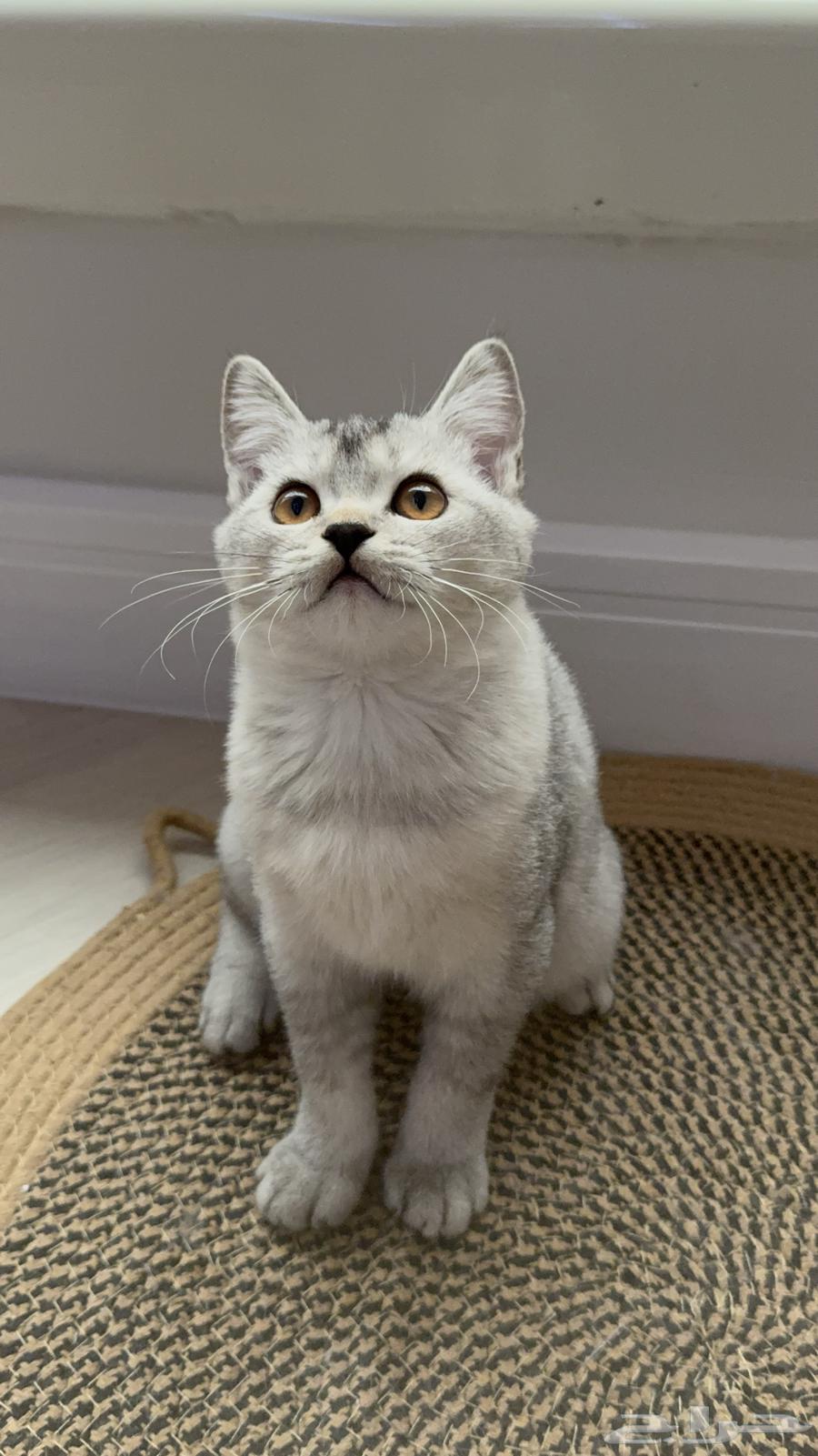 قطط سكوتش فاخرة للبيع64566769534339111