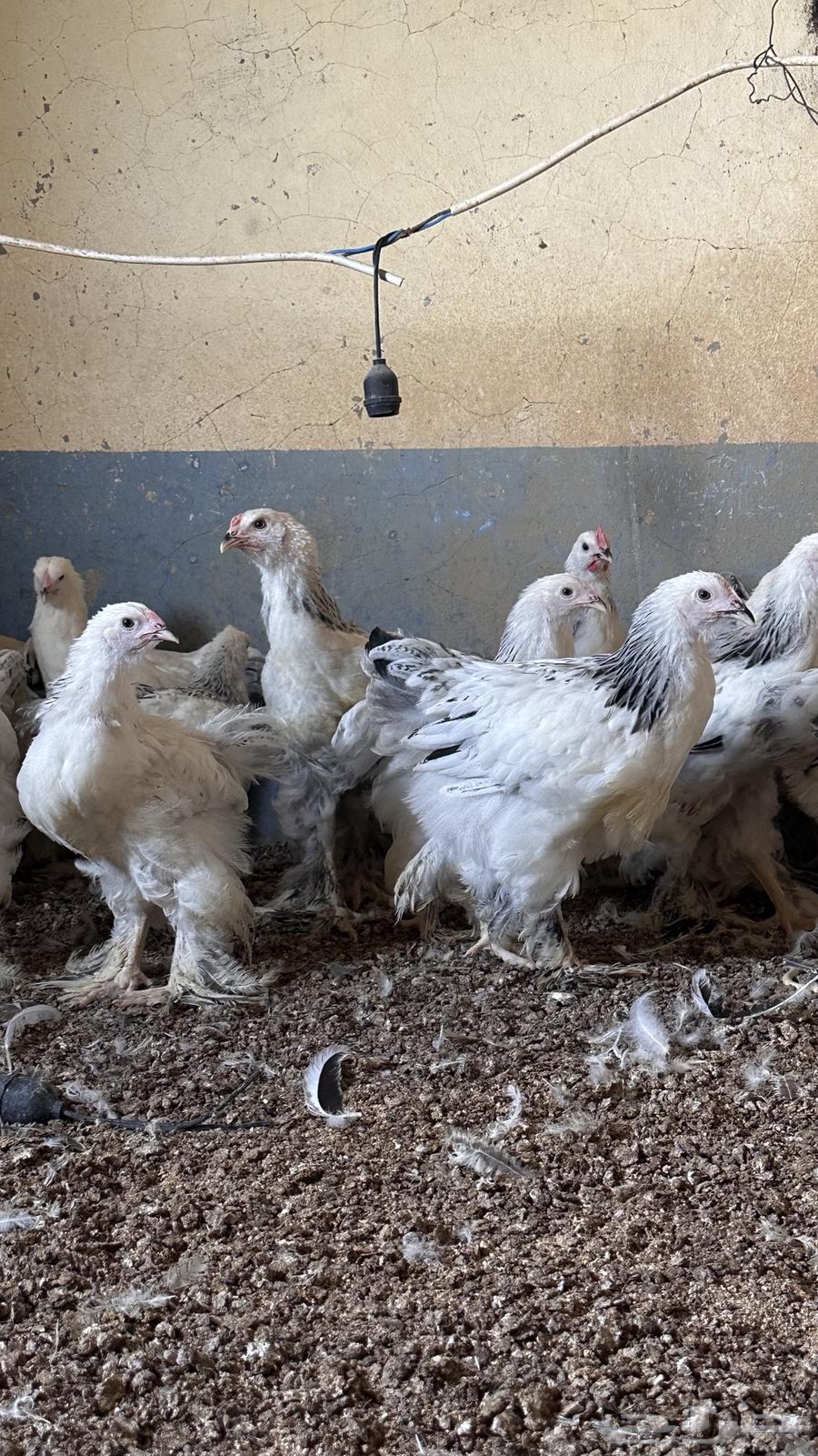 للبيع صوص براهما كولمبي64564824582659113