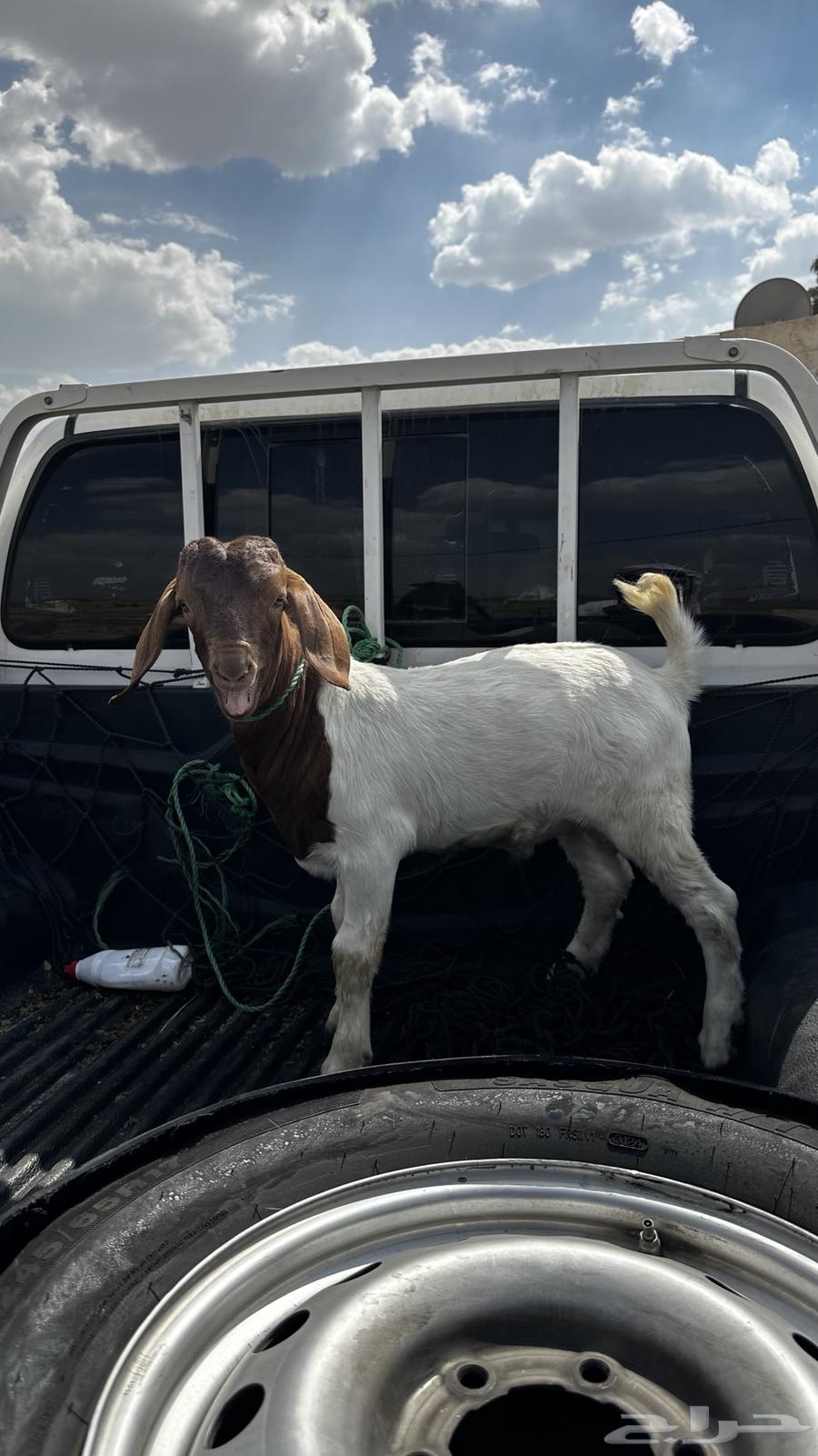 تيس بورقوت دم صافي العمر 4 اشهر تم البيع64567018227073112