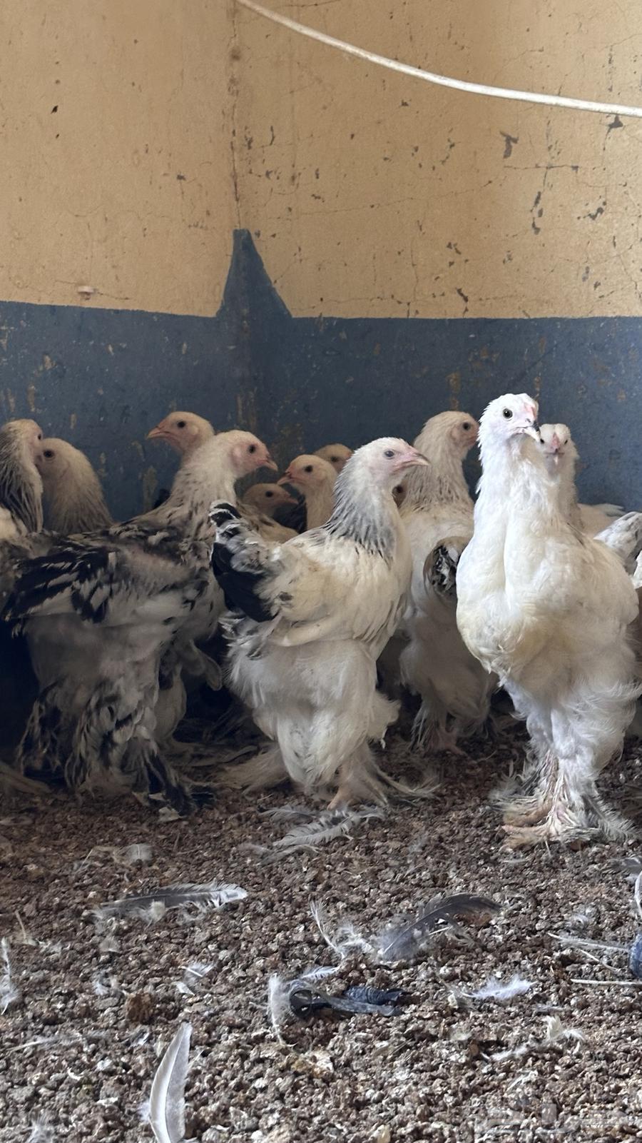 للبيع صوص براهما كولمبي64564824582659112