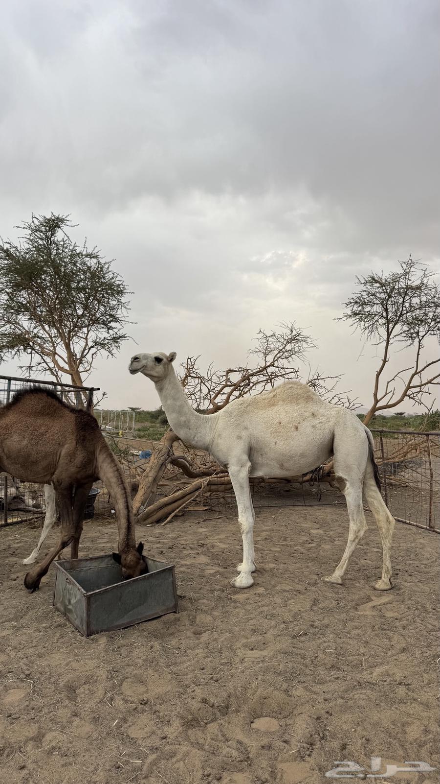 بكره كفو وضحى64568362123905110