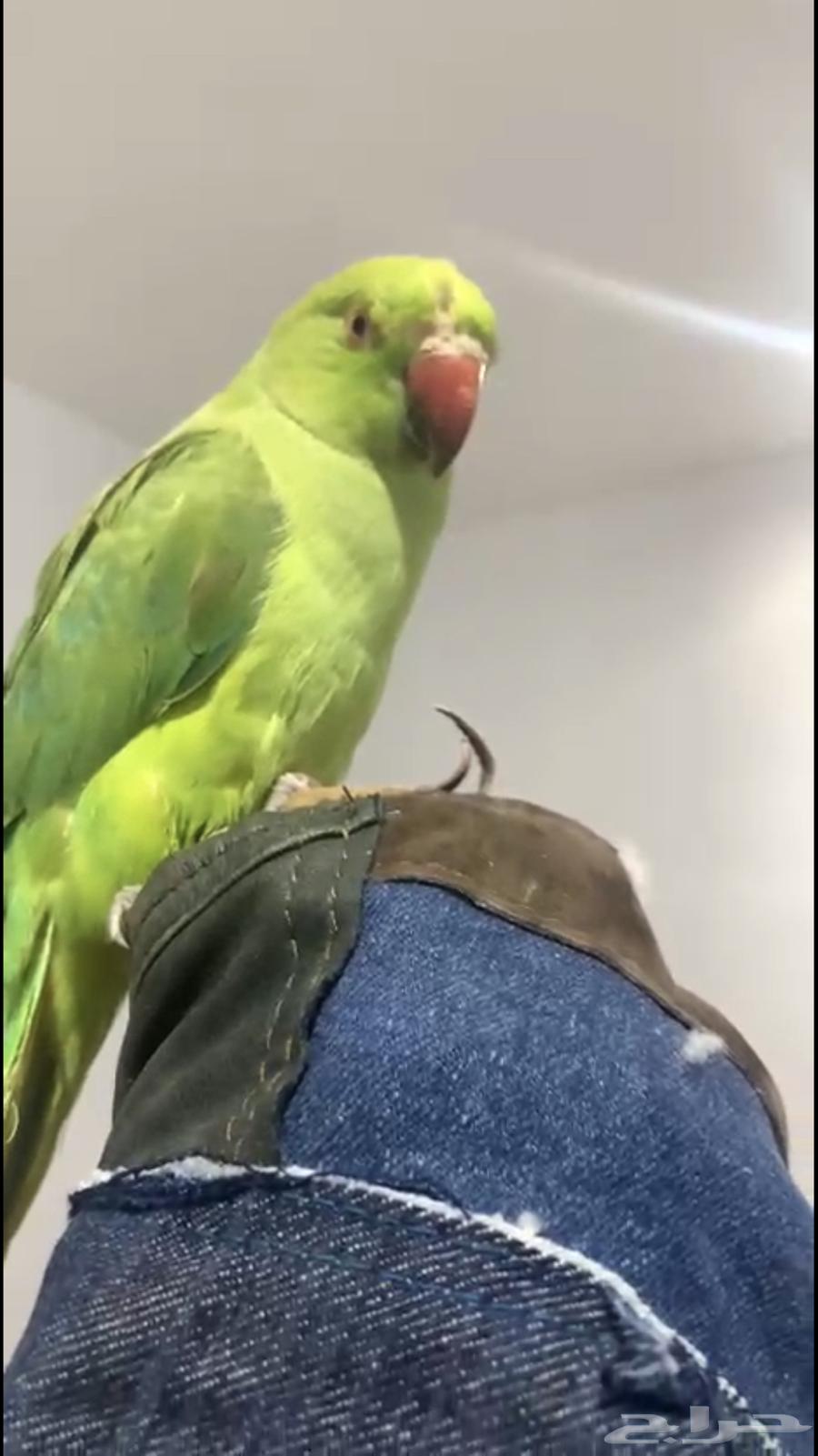 For sale or exchange, a 4-month-old tame budgerigar with full feathers64564574209795111