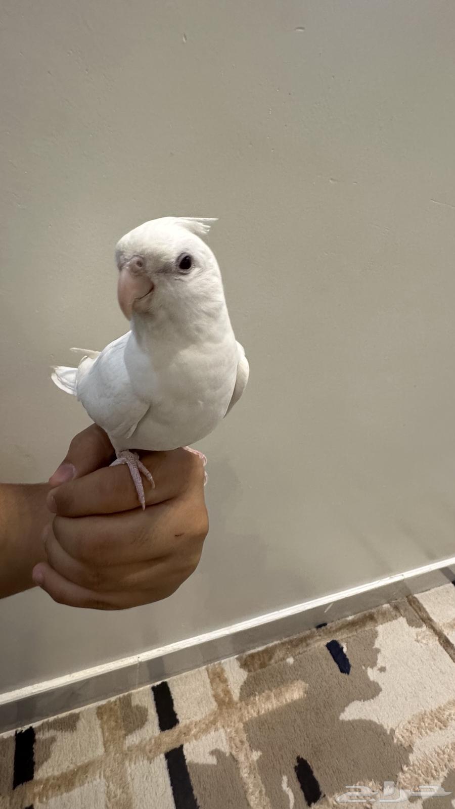 كروان هدد خارجي وداخلي متكلم ومفطوم للبيع64562852665986113