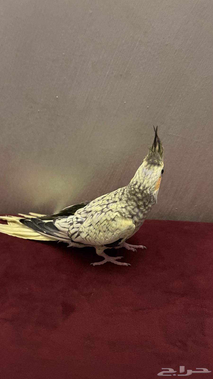 كروان اليف جداا64570298993667110