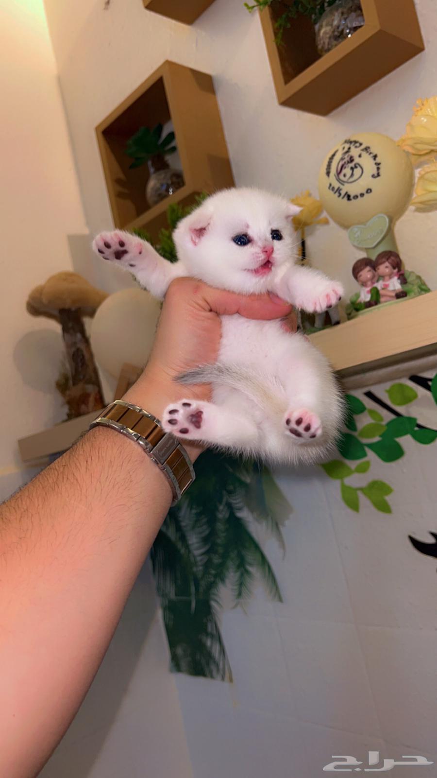 Scotch Double Fold NS1264563591800963110