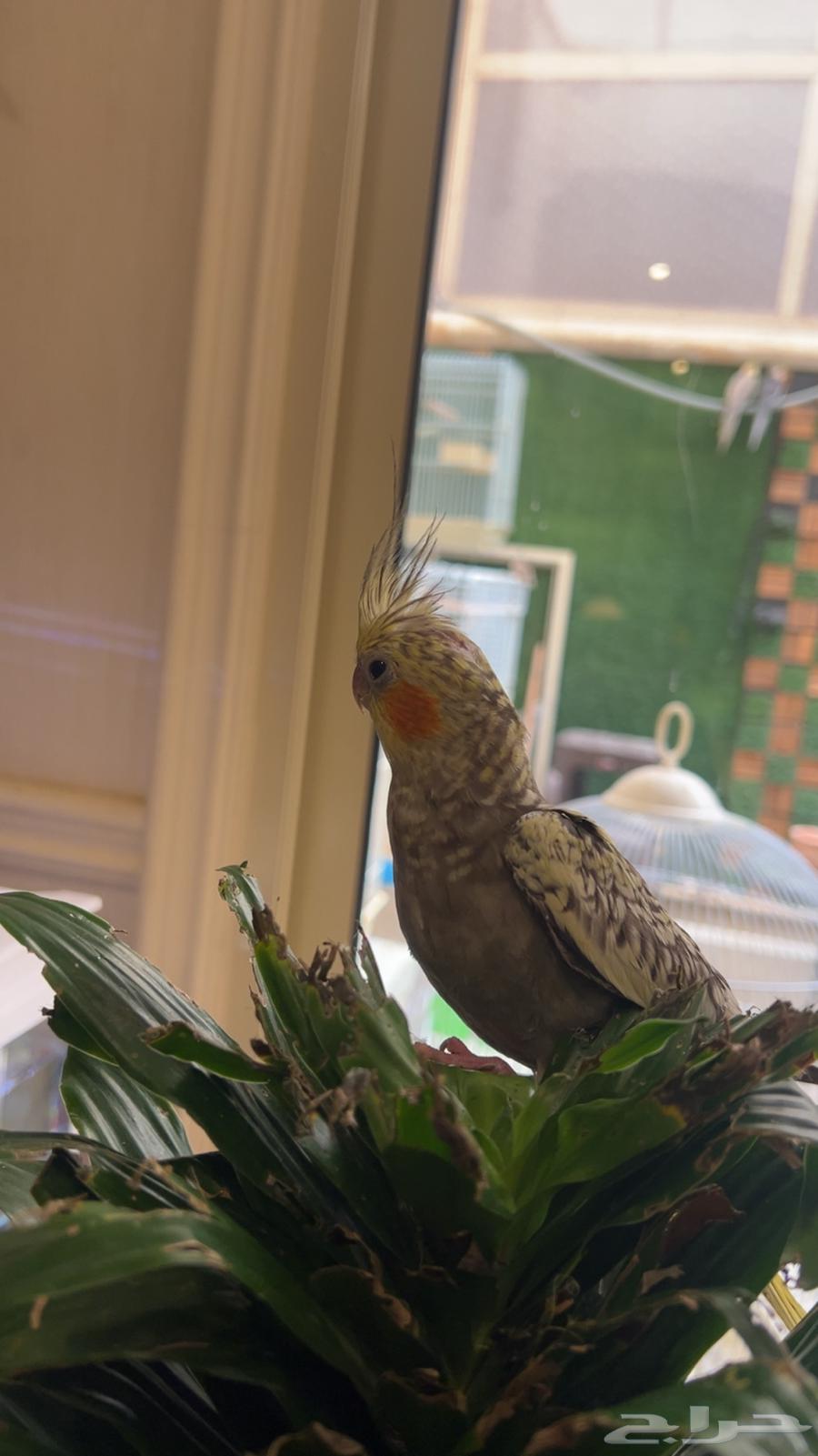 فرخ كروان فراشة أليف64566064751234112