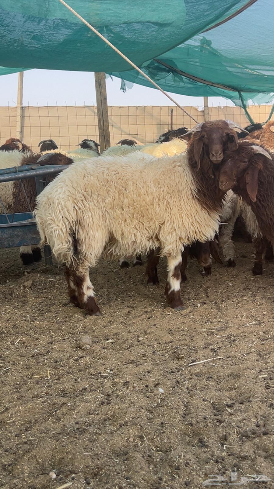 طليان نعيم64569481477761110