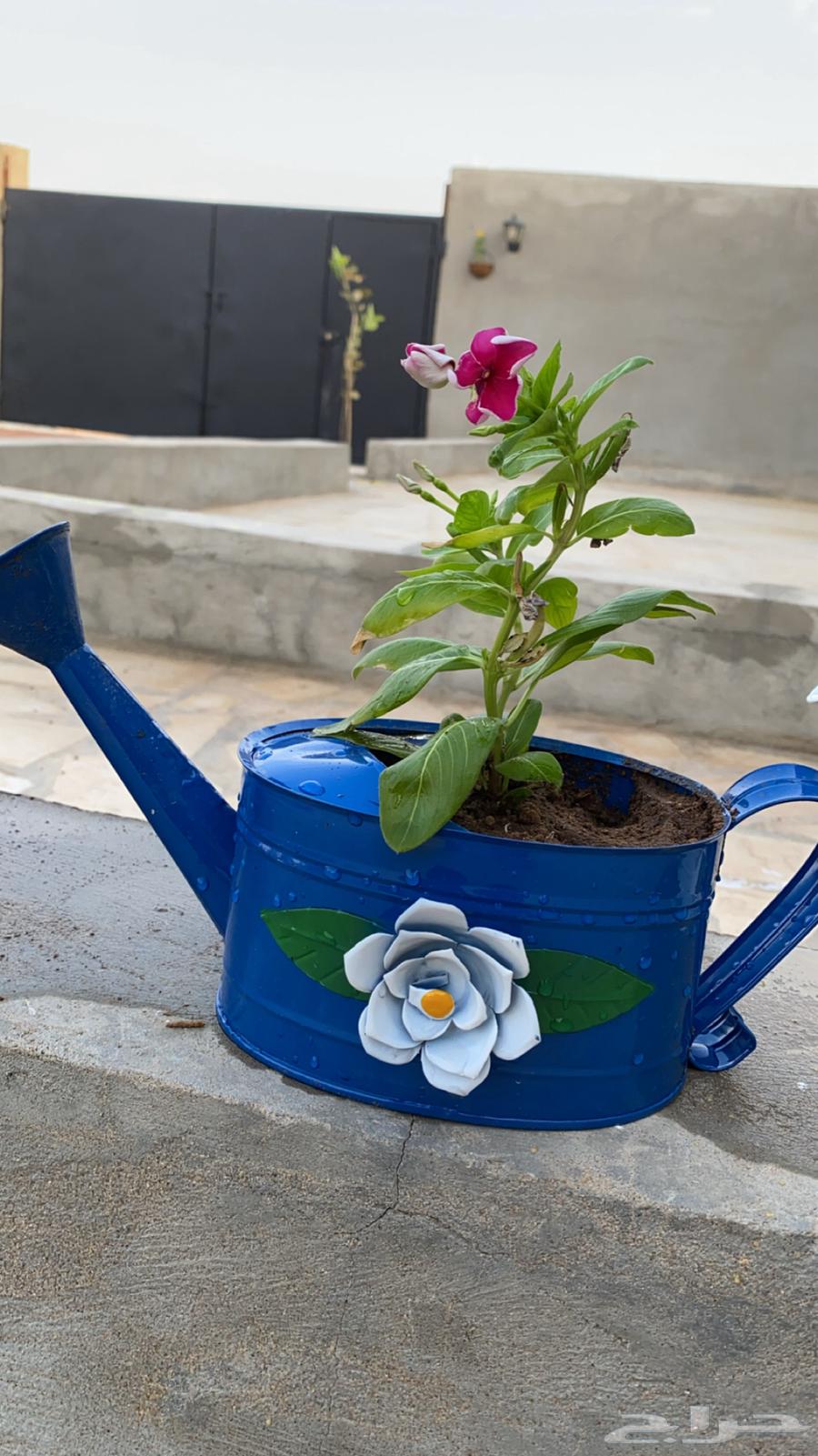 ورد بأصيص مميز64569848775299112