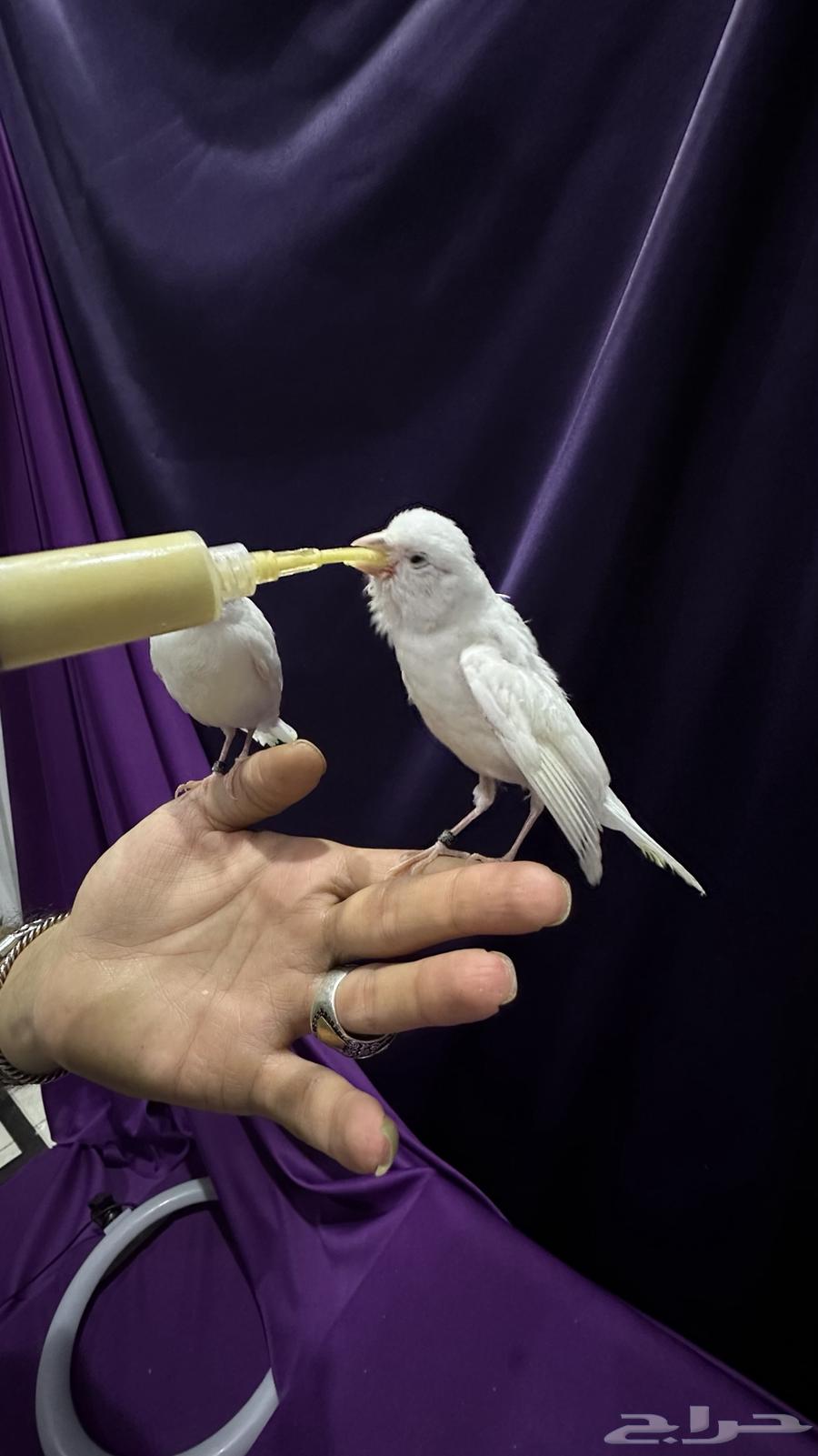 كناري غر مفتل باريسي ملفوف64568879682177113