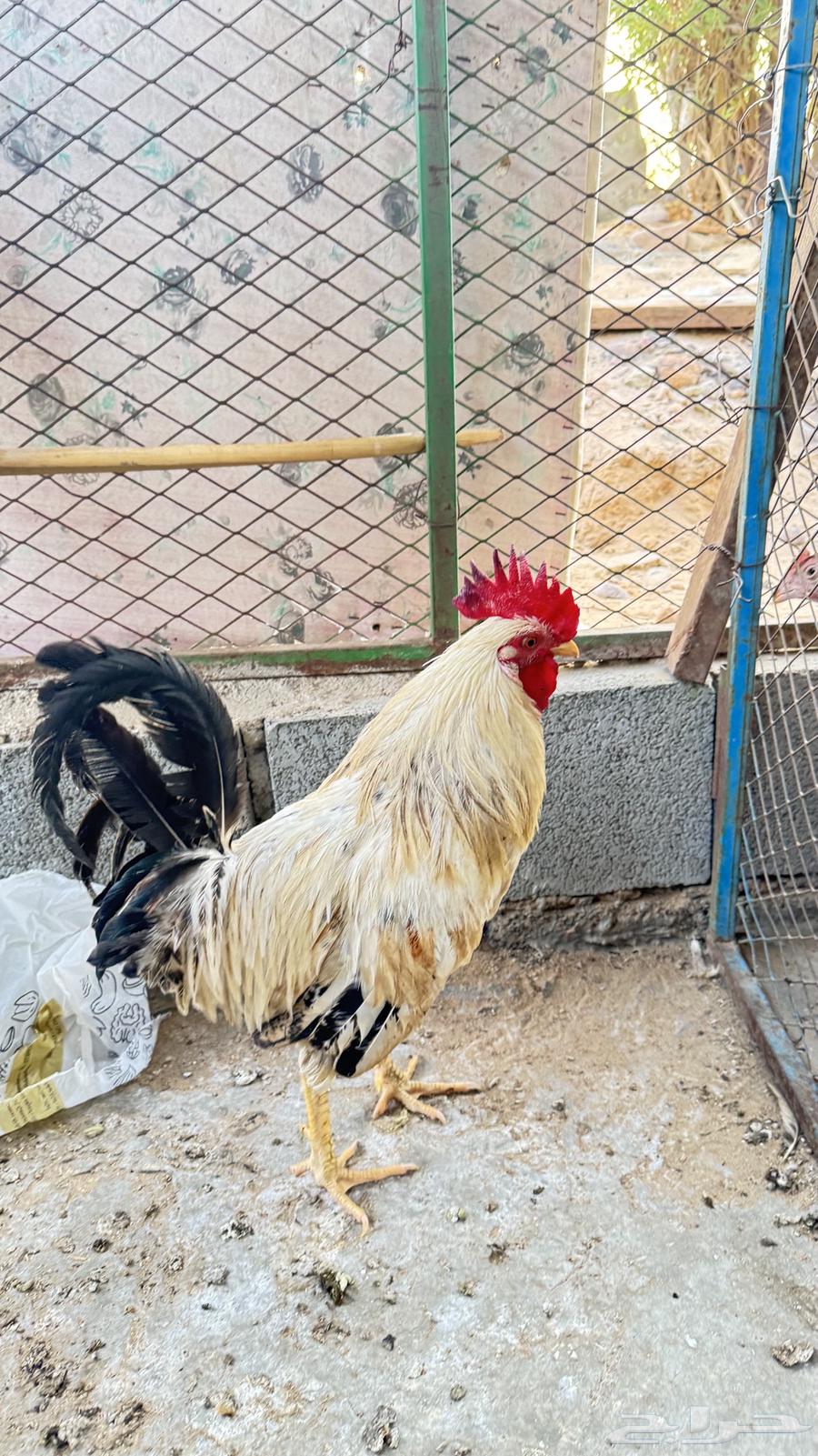 دجاج بلدي64564129589123113