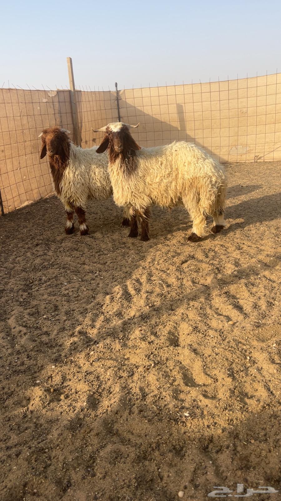 طليان نعيم64569481477761111