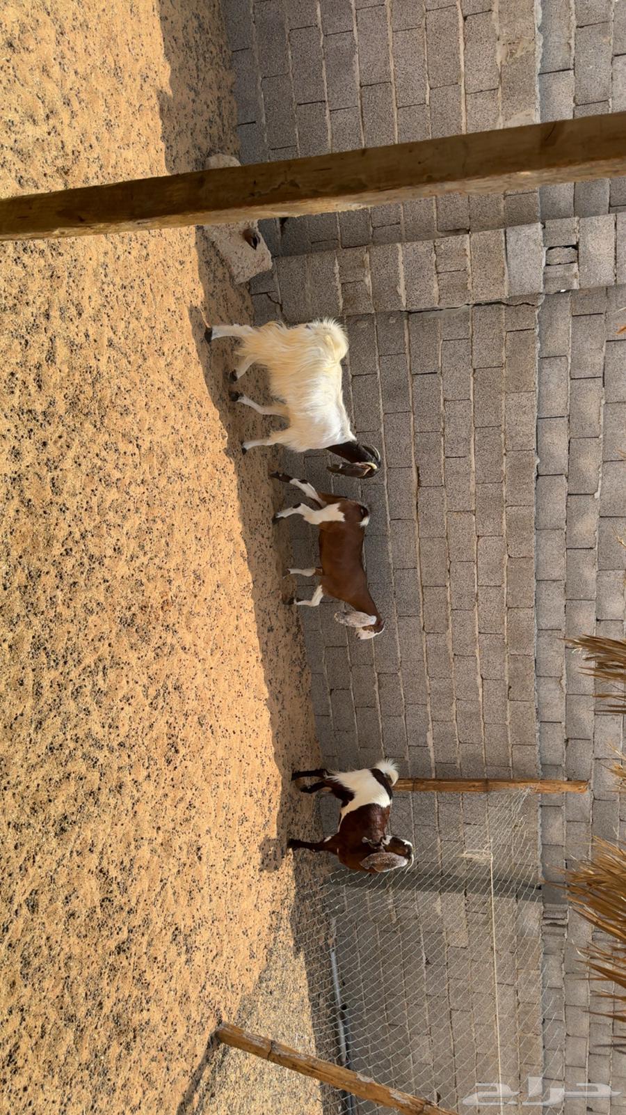 معزى اشباب دفيع فحص سونار64570503869187110