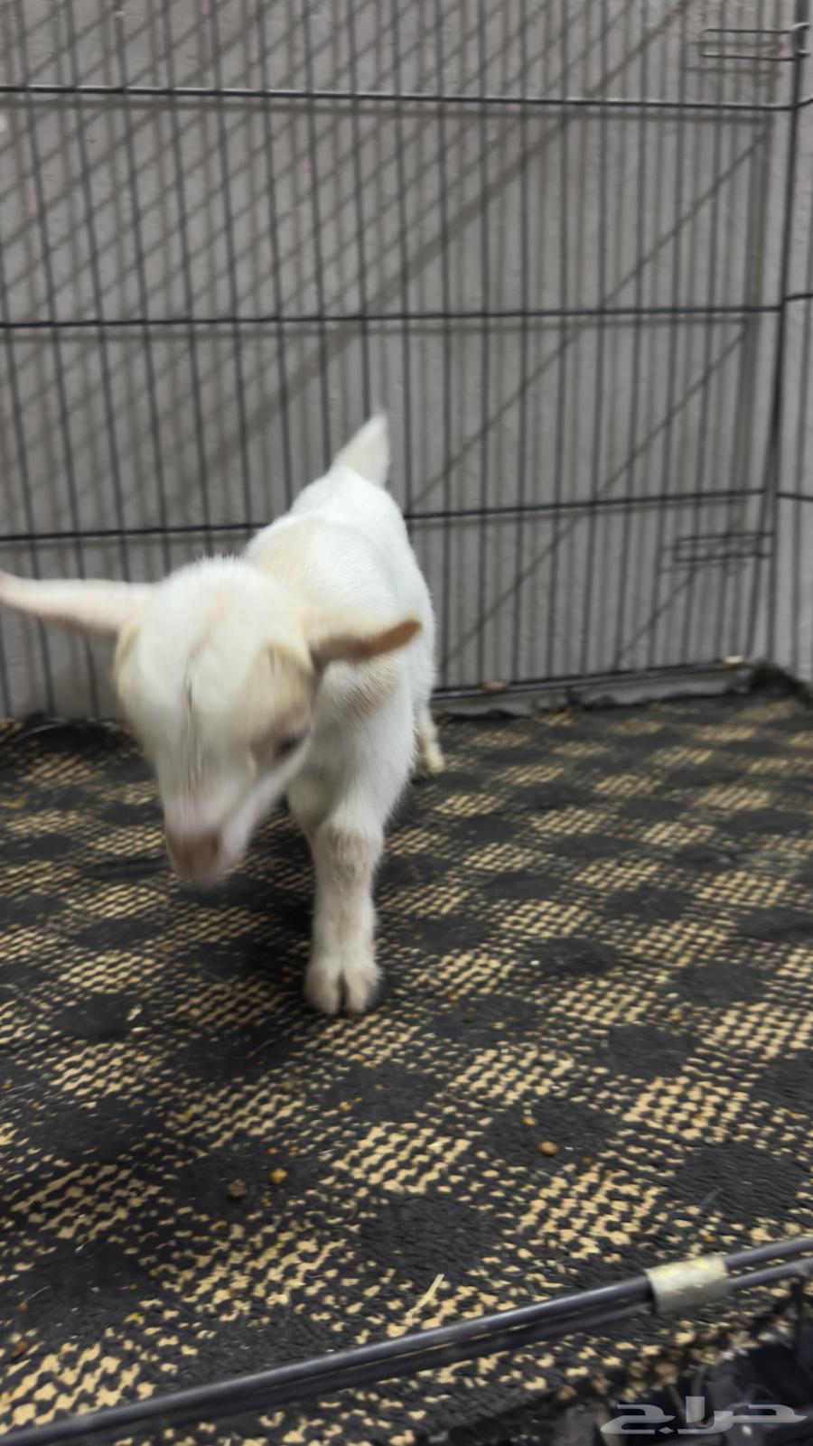 Dwarf goat births64518831818371114